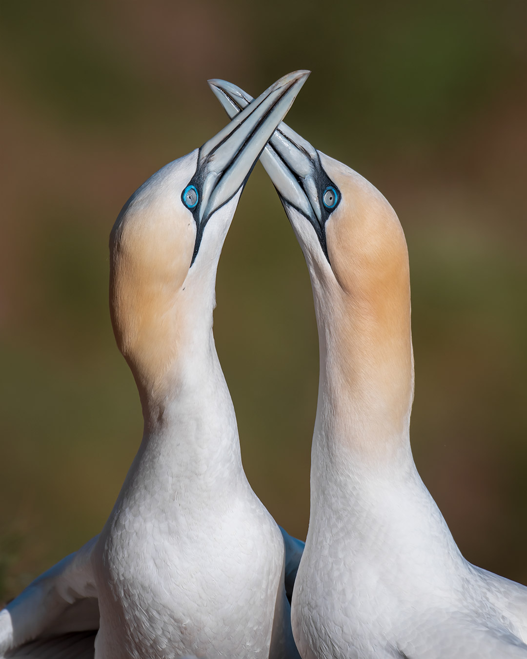 Courtship ritual.