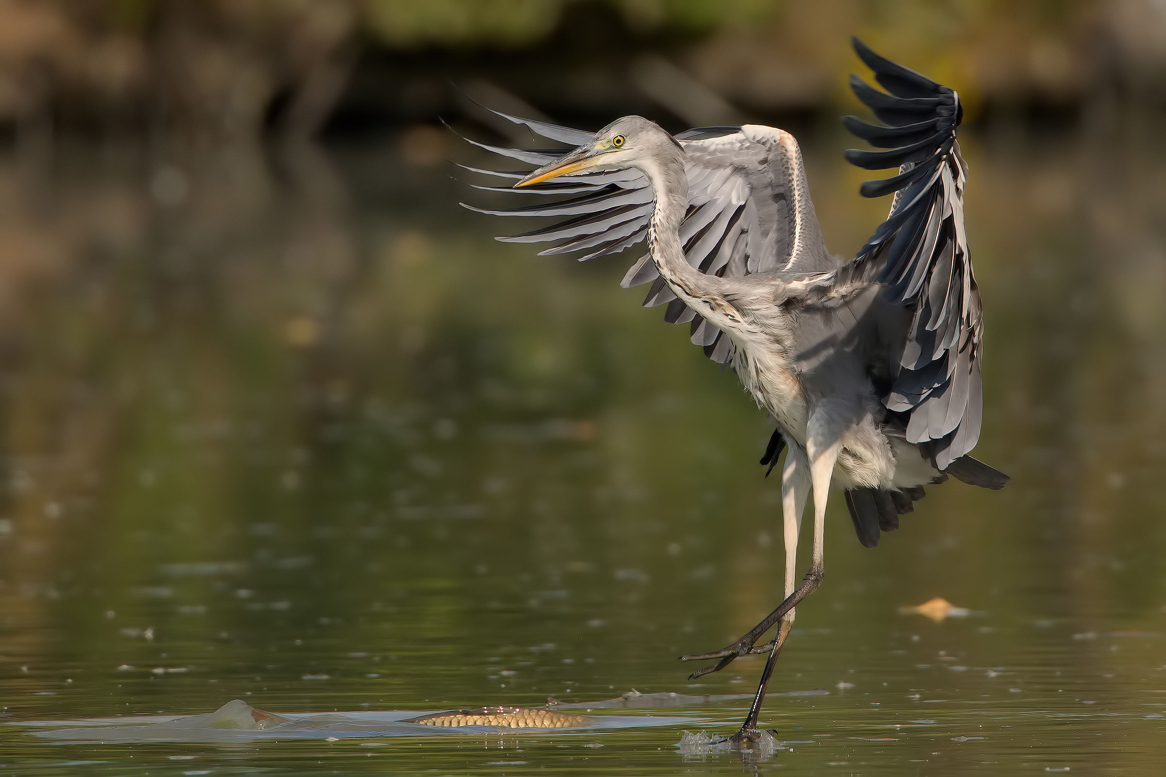 Eye on the ........ Carp.!