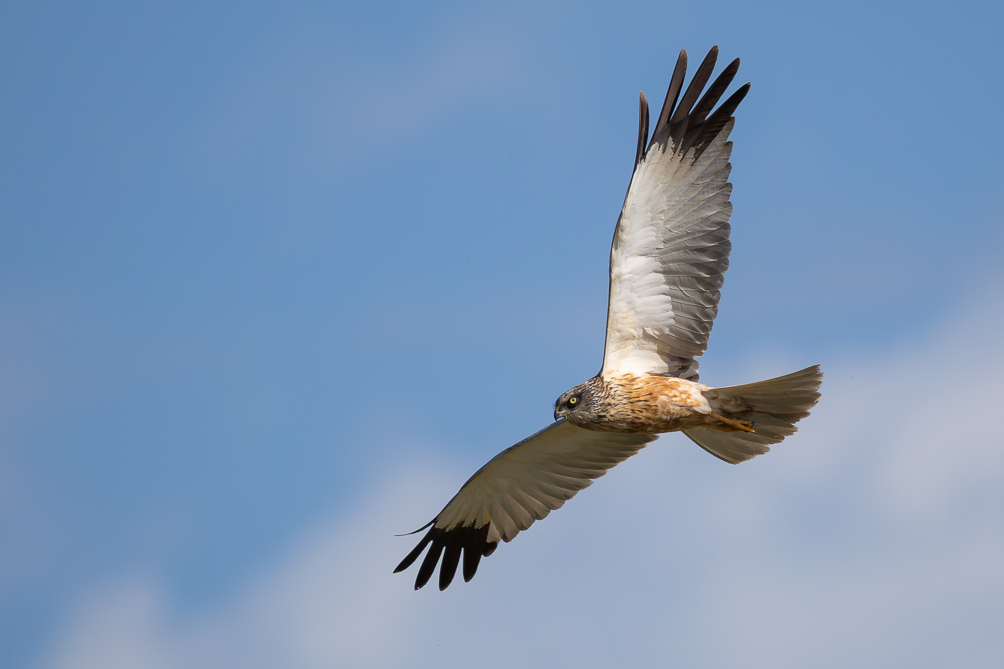 falco di palude m.