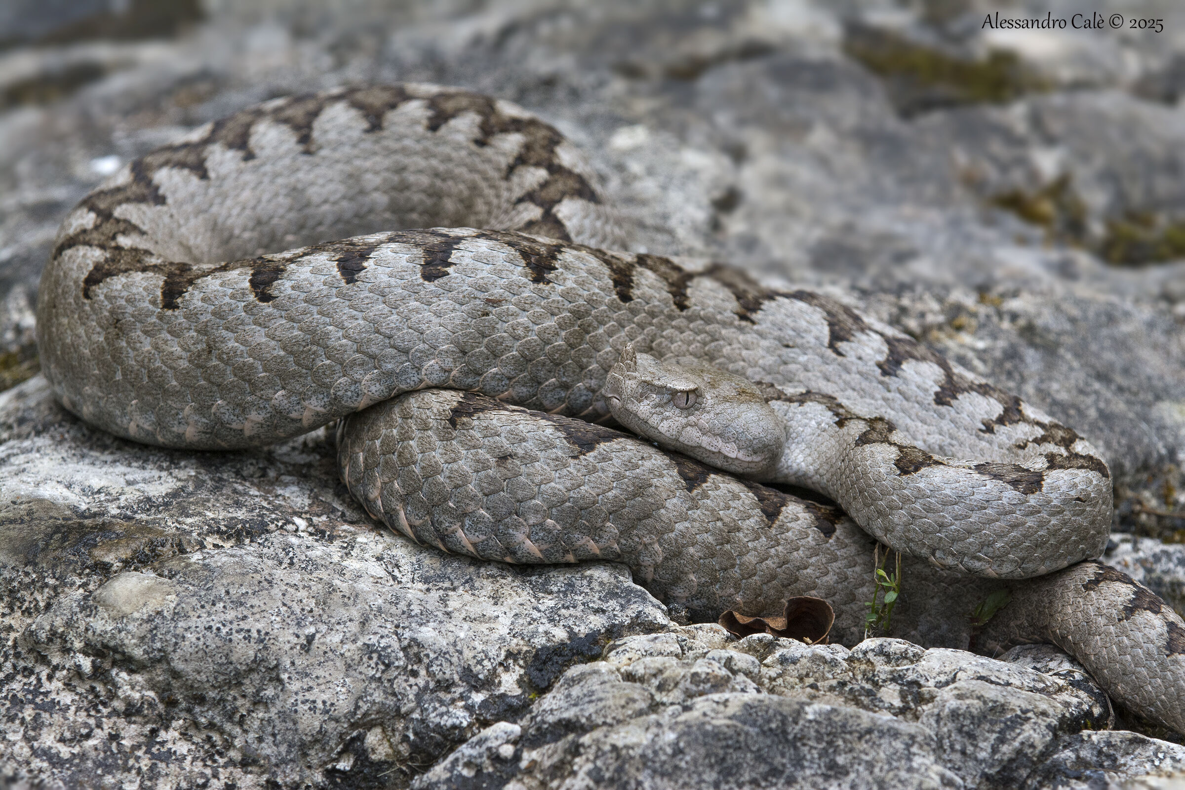 Vipera ammodytes (Vipera del corno) 6650