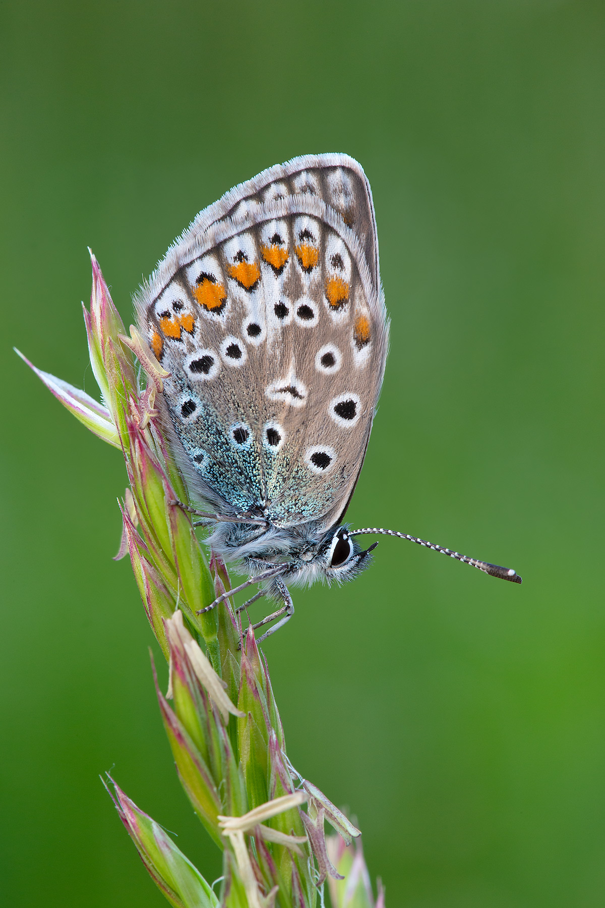 Plebejus argus