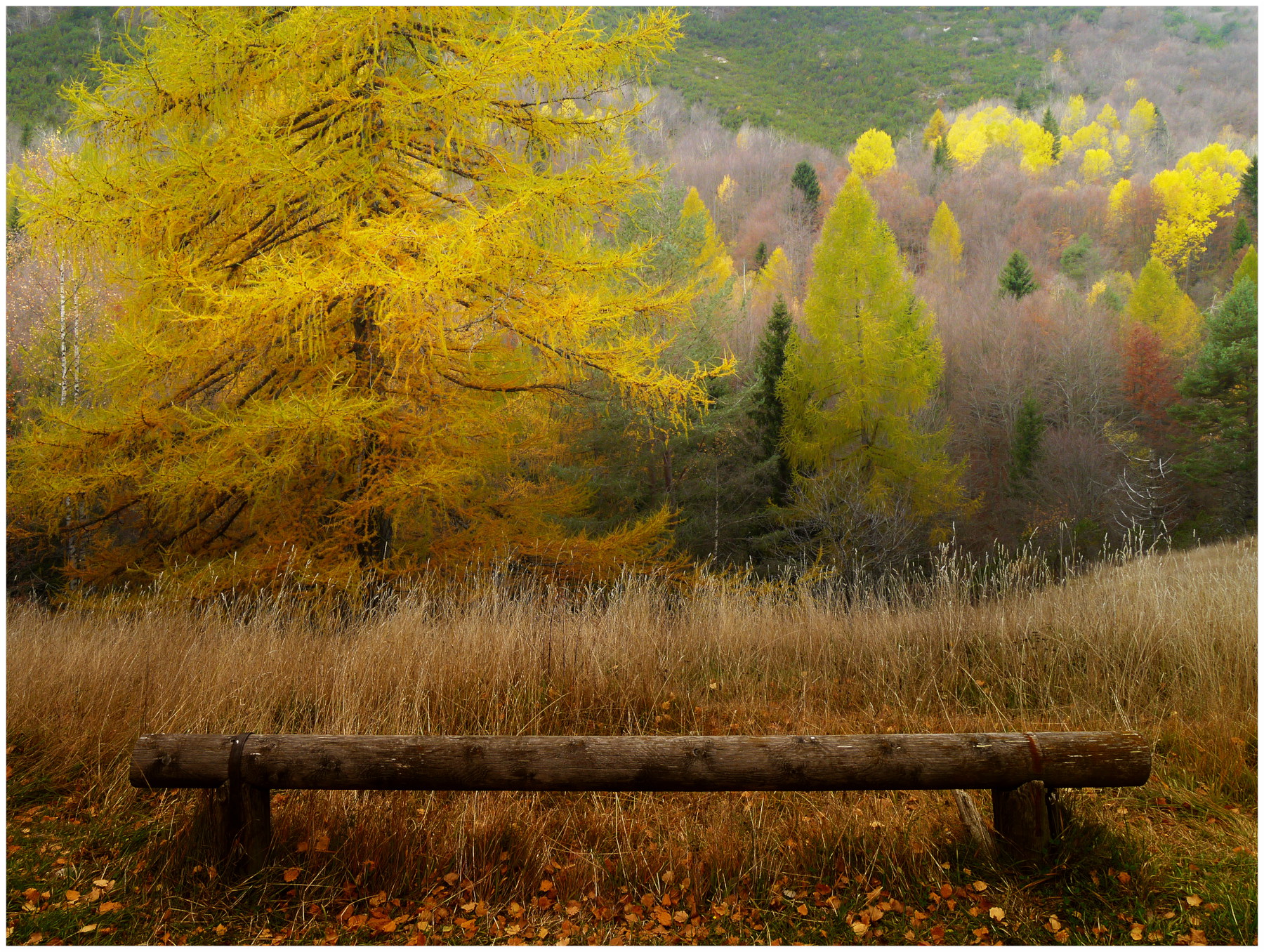 Valle del Cherserle autunnale. Monte Pasubio