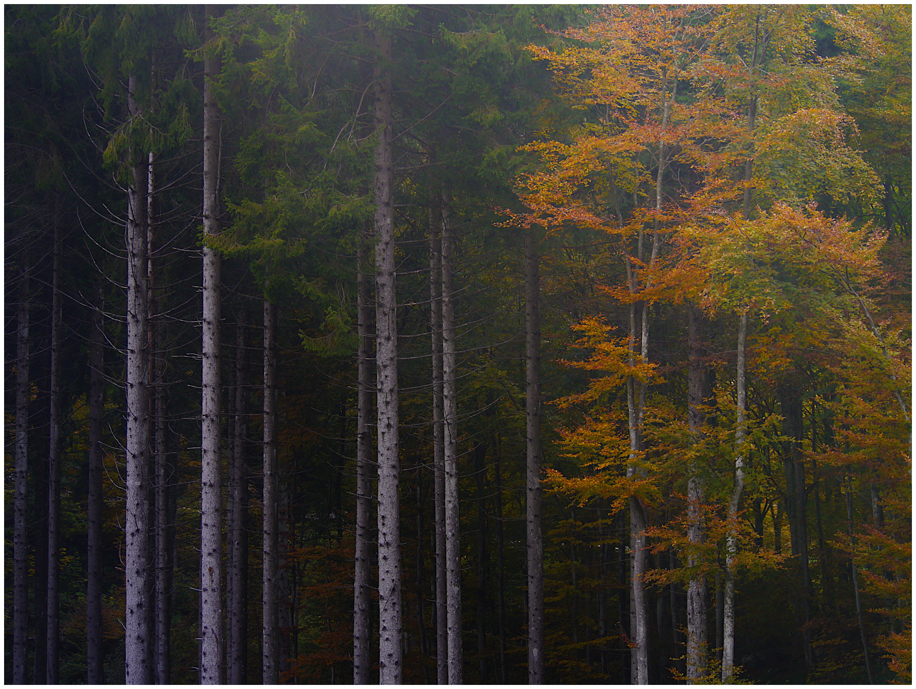 Autunno tra la nebbia. Altopiano dei Sette Comuni (vi)