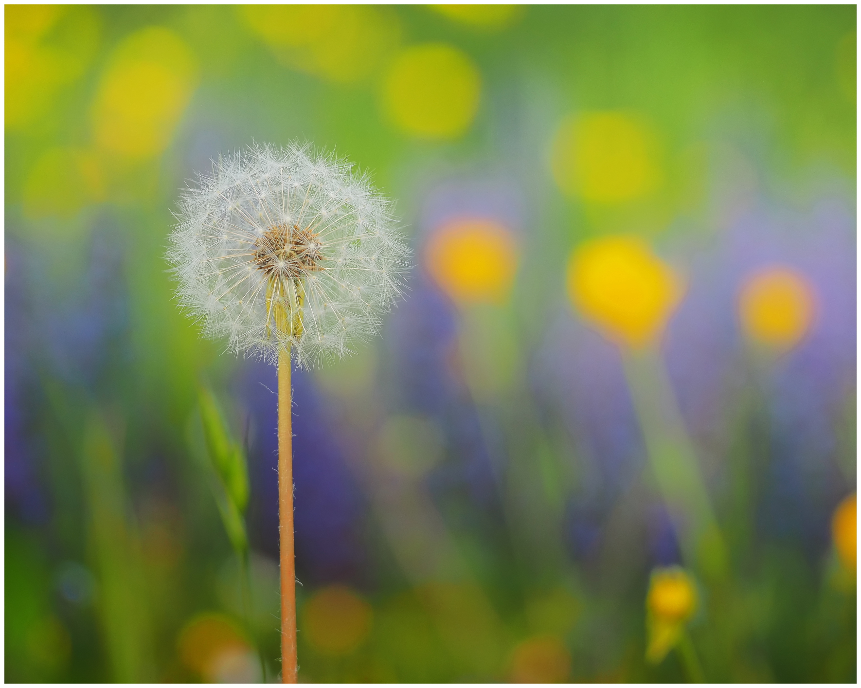 Dandelion in the colors of spring