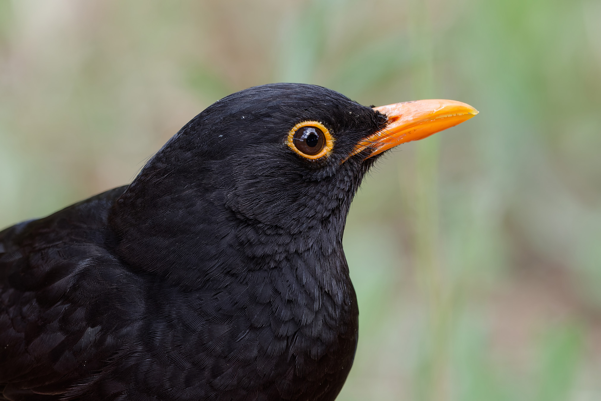 Black bird