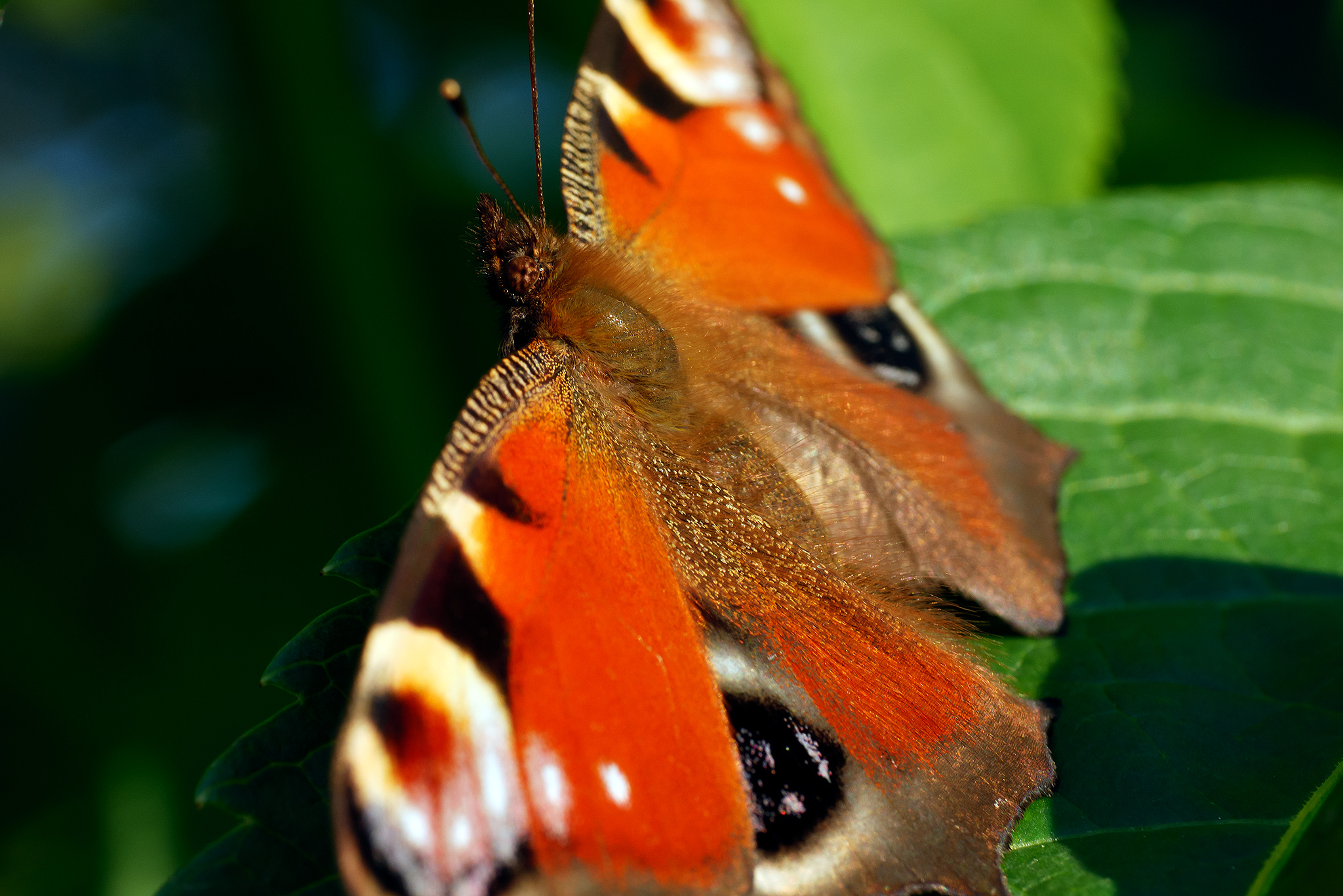 Peacock butterfly
