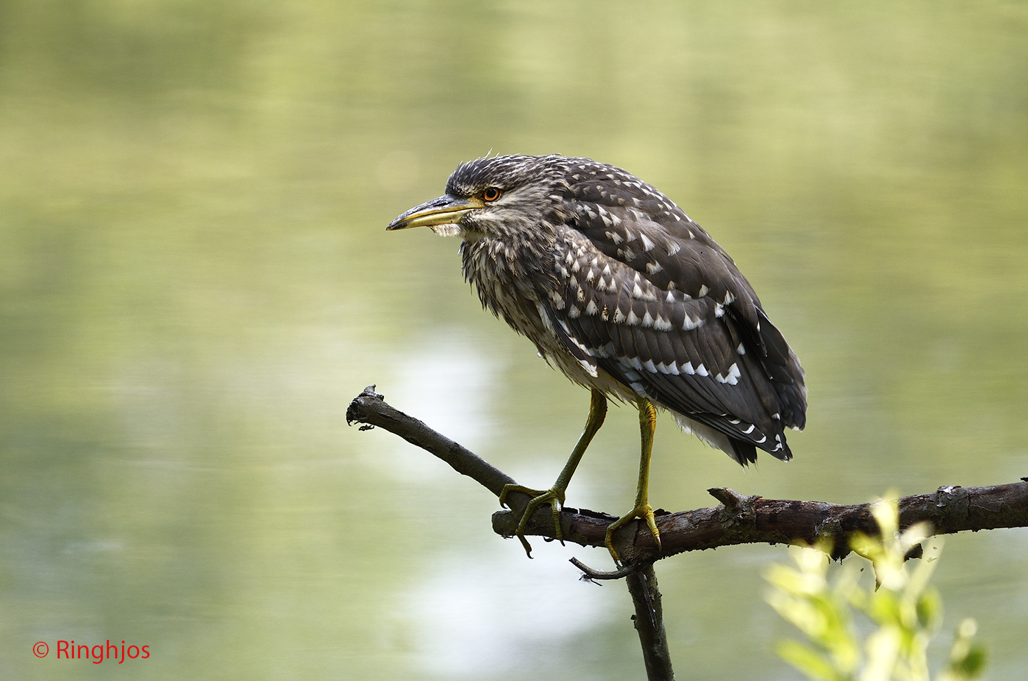 Night Heron