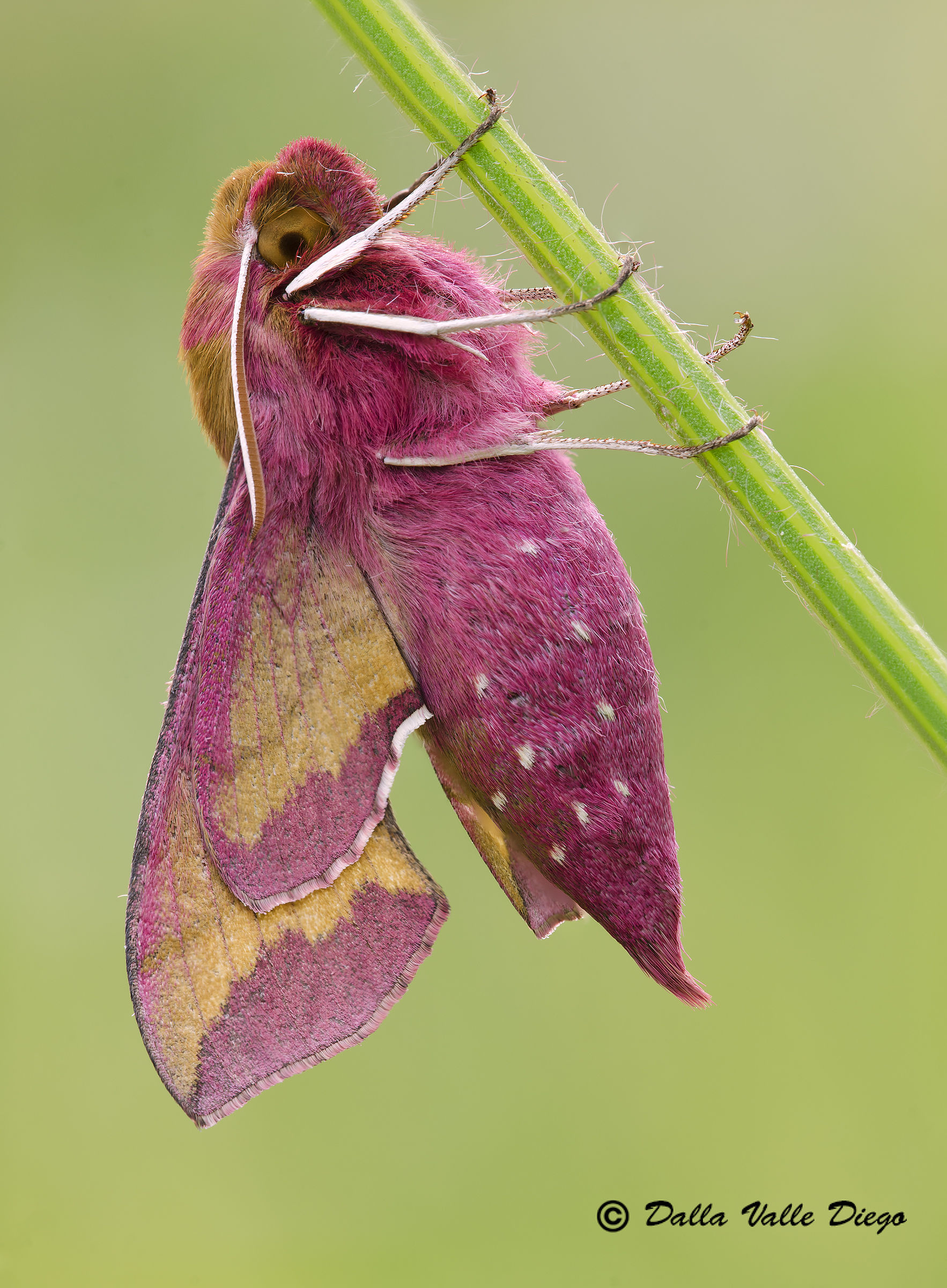 Deilephila Porcellus