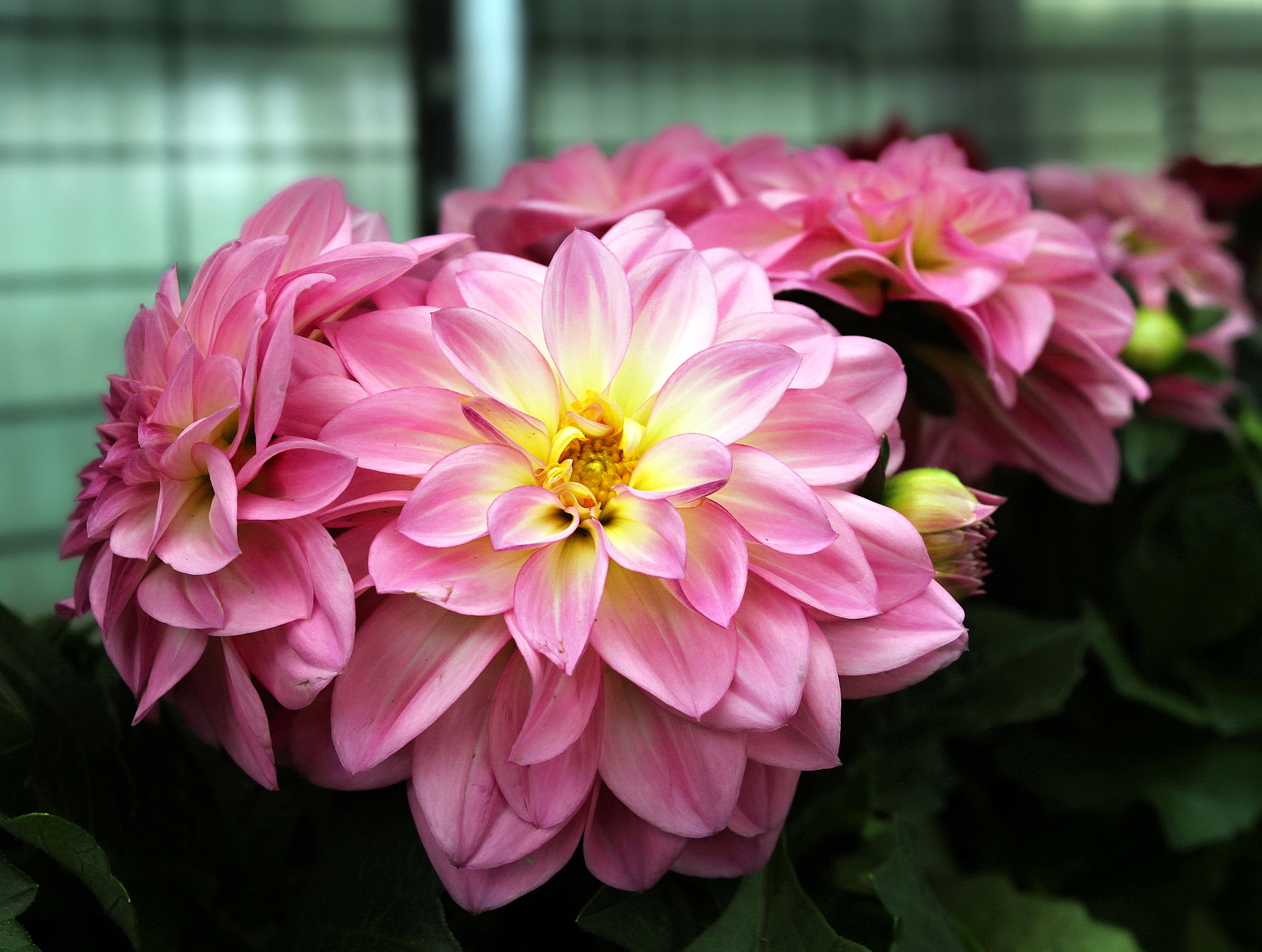 the delicacy and beauty of the flower