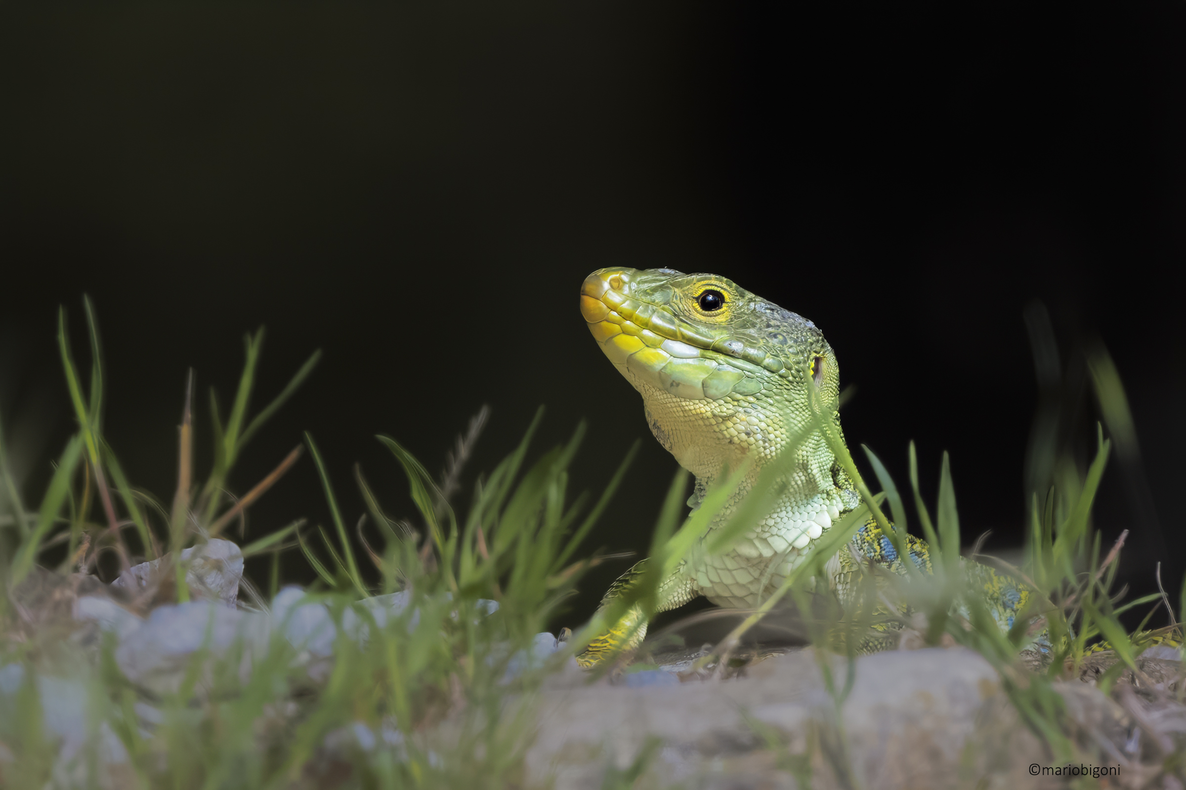 Ocellated lizard