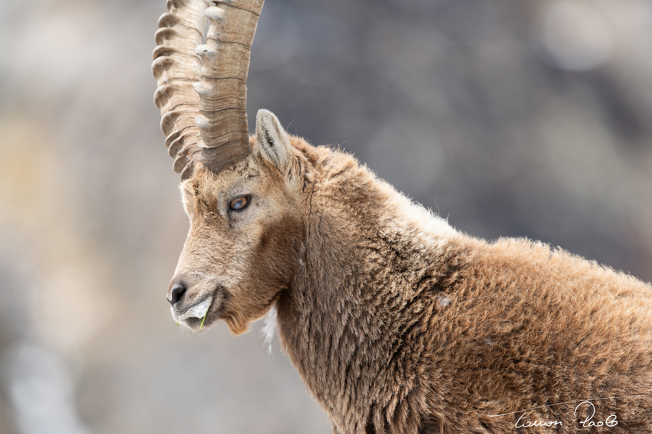 Ibex
