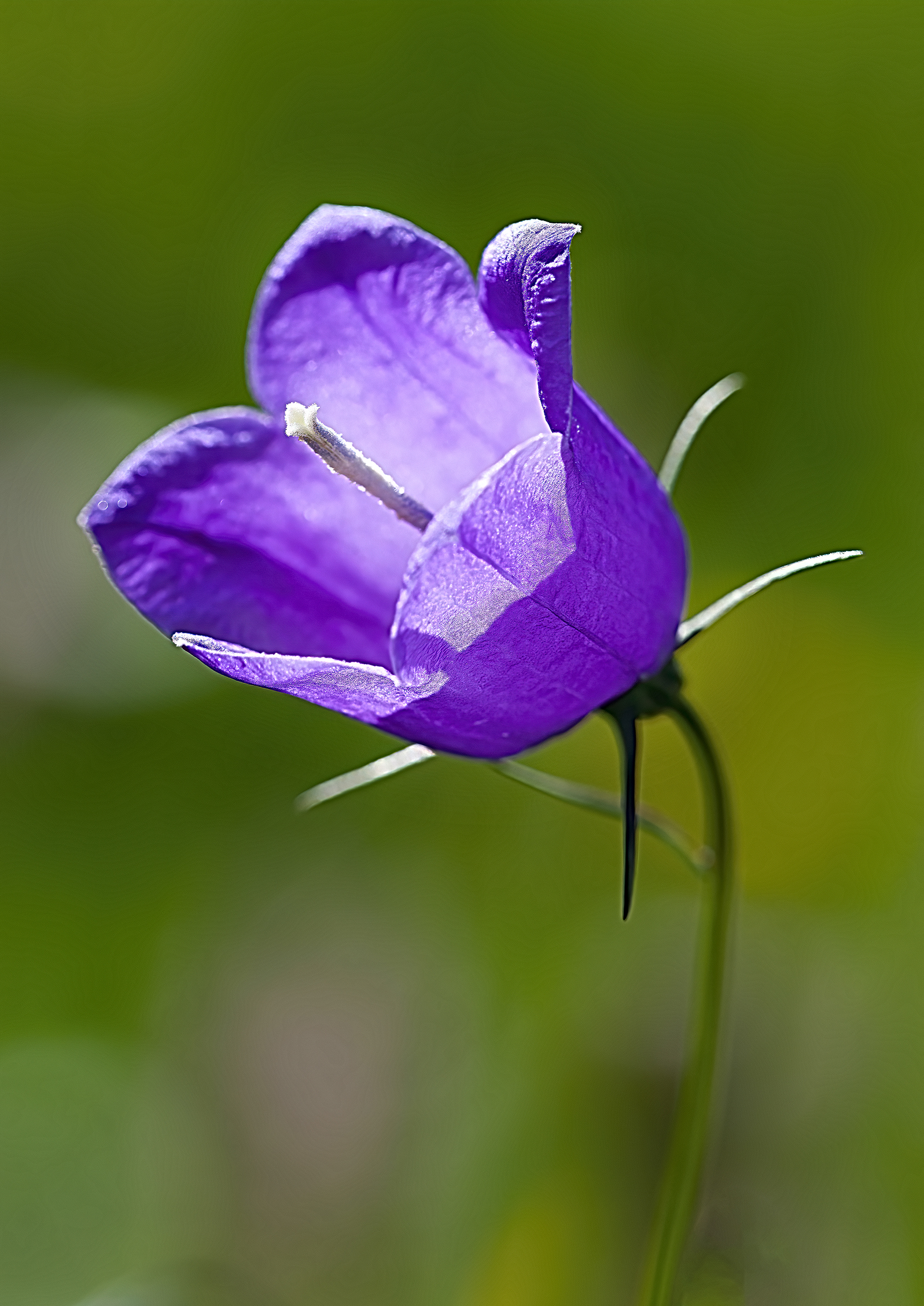 Piccola Campanula...