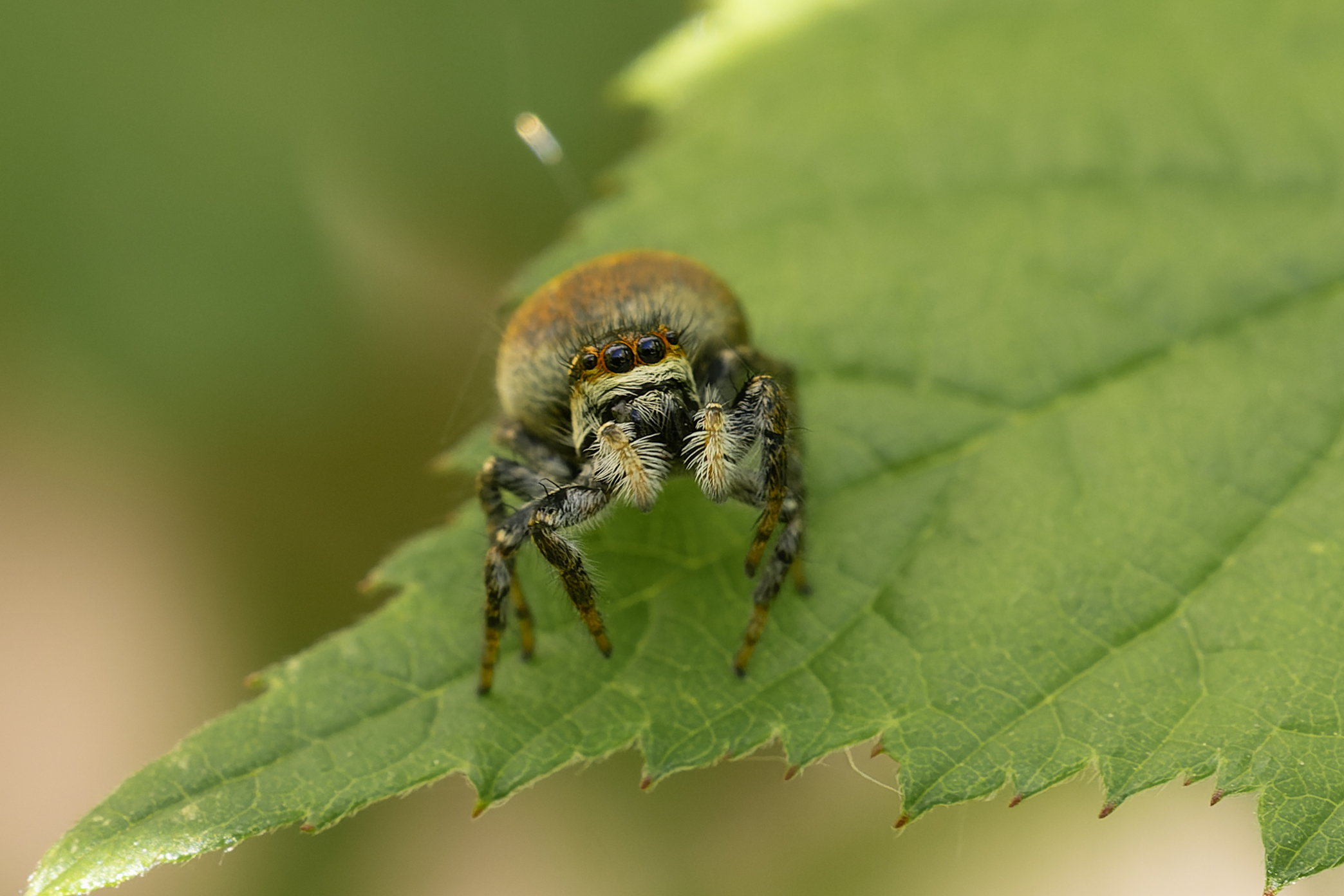 Carrhotus xanthogramma