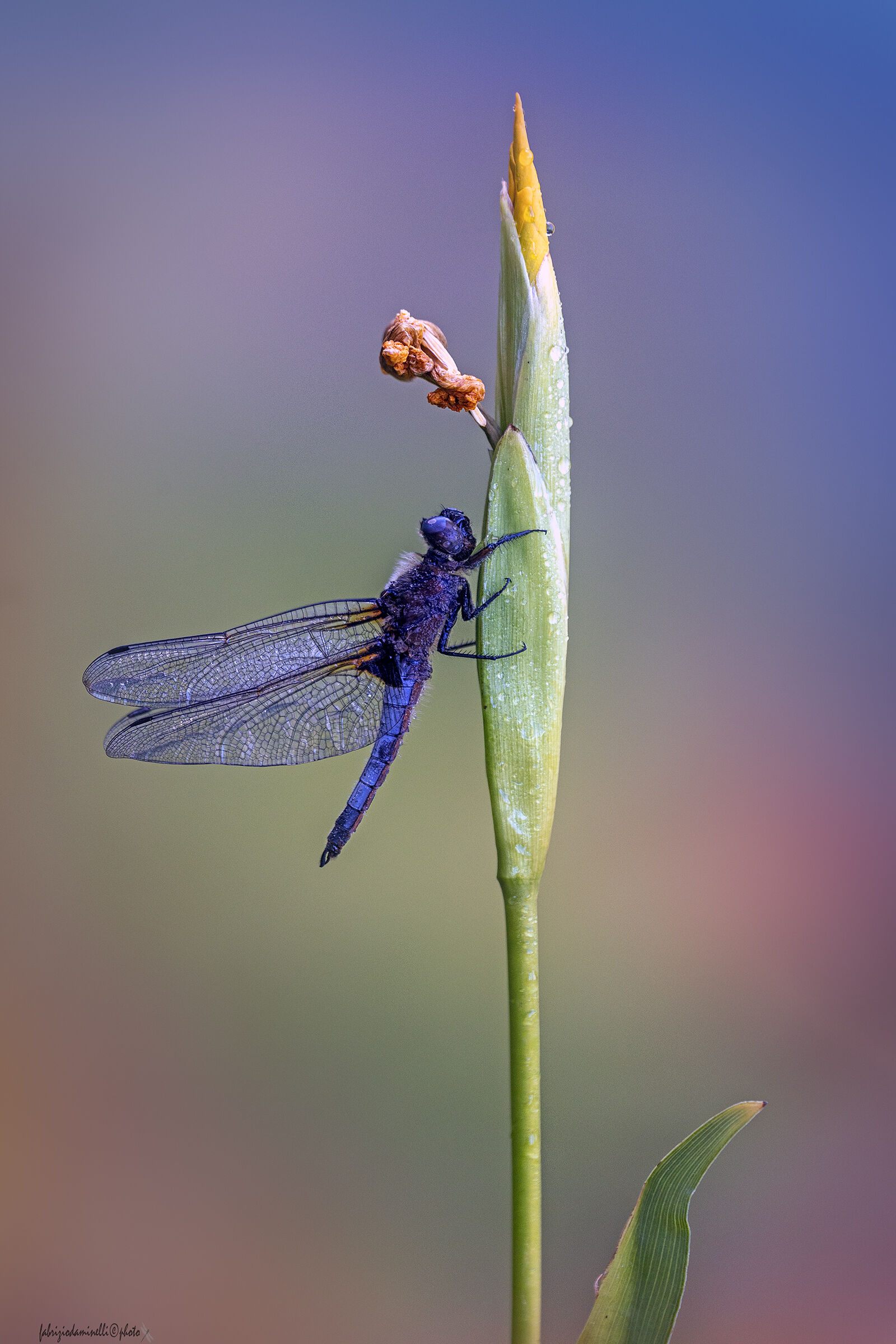 Libellula fulva