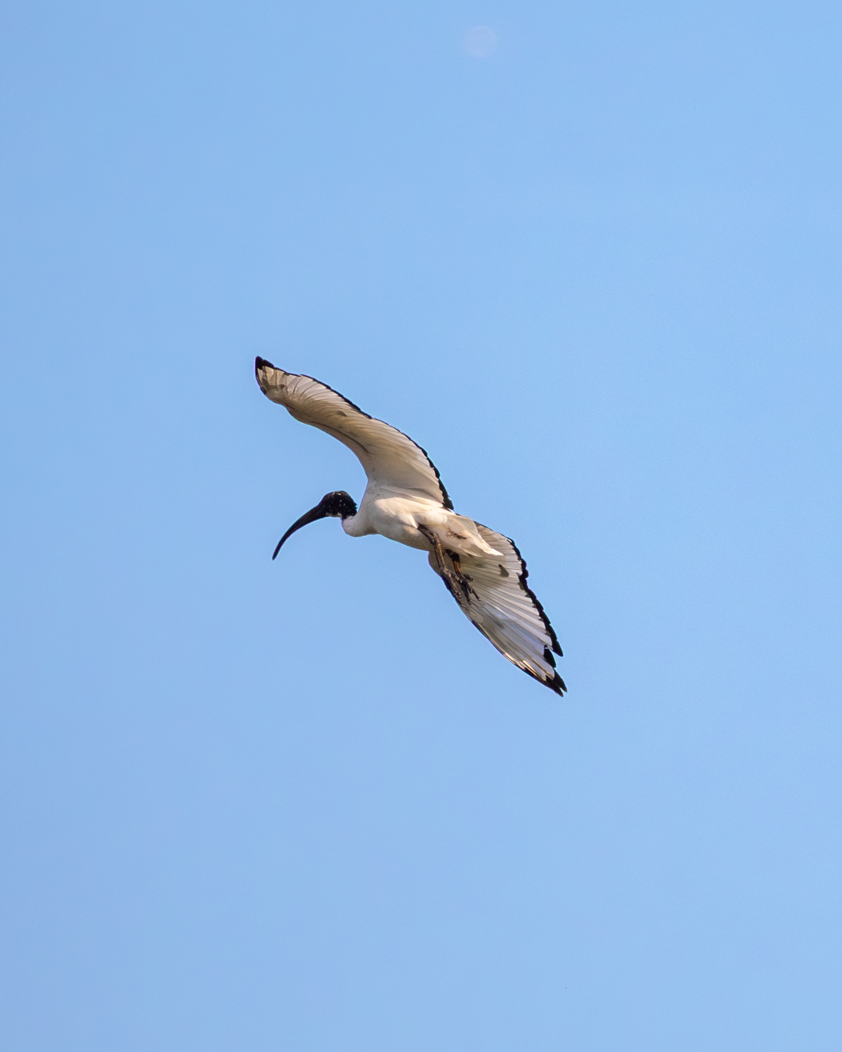 Sacred Ibis