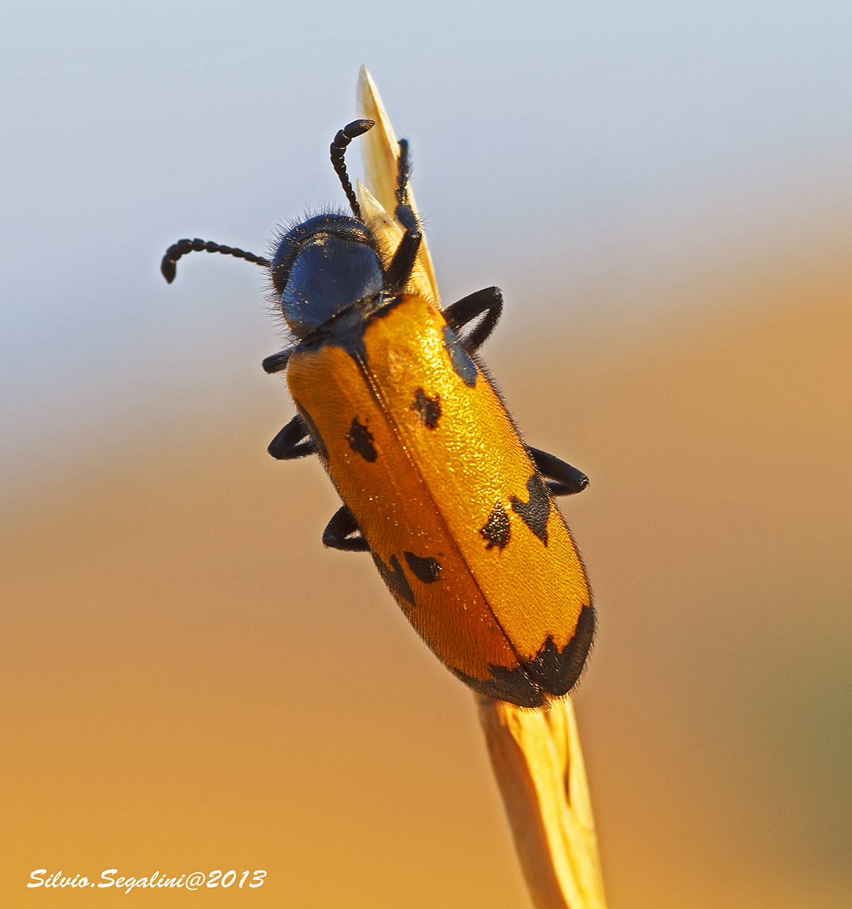 Mylabris quadriounticata