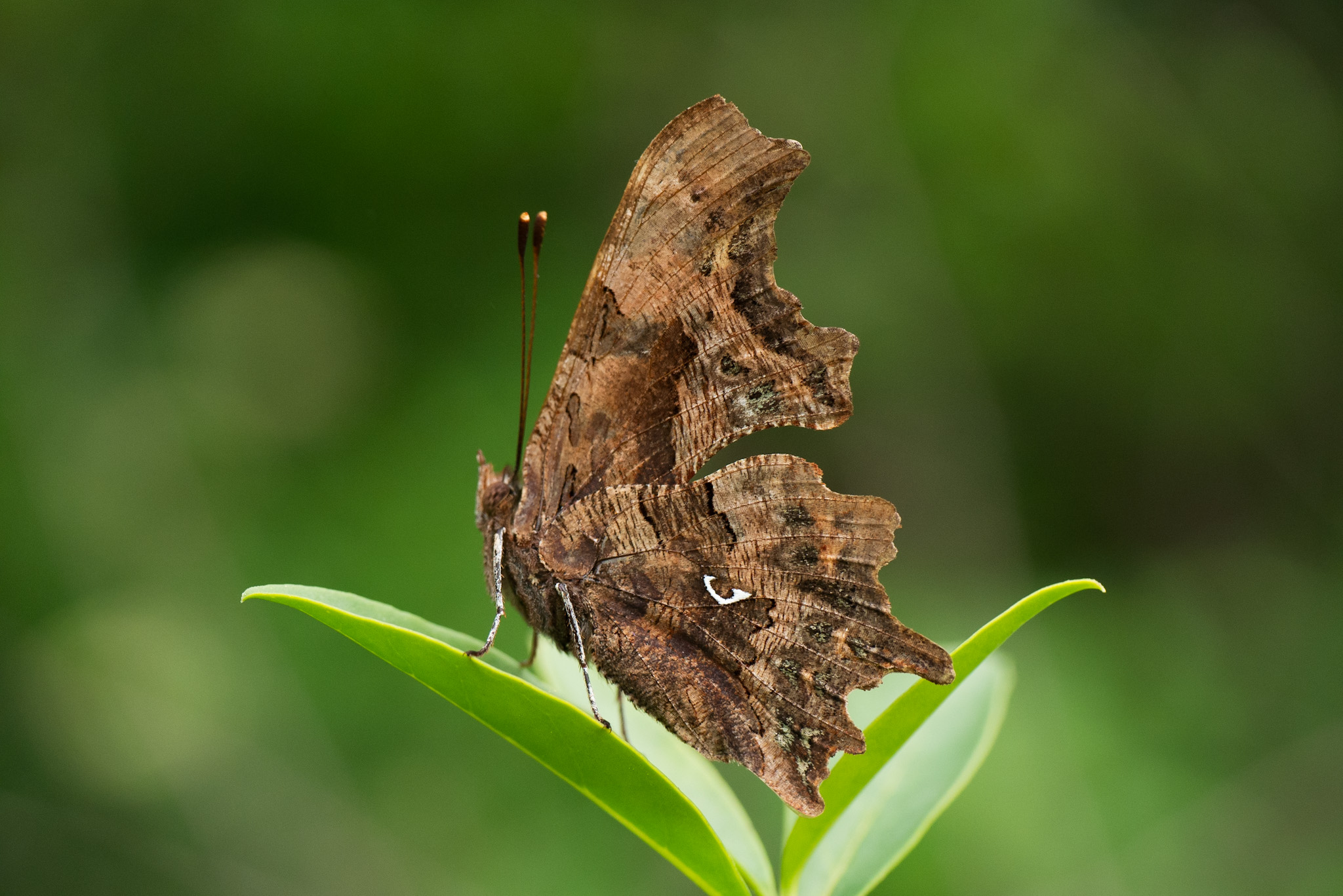 Comma butterfly