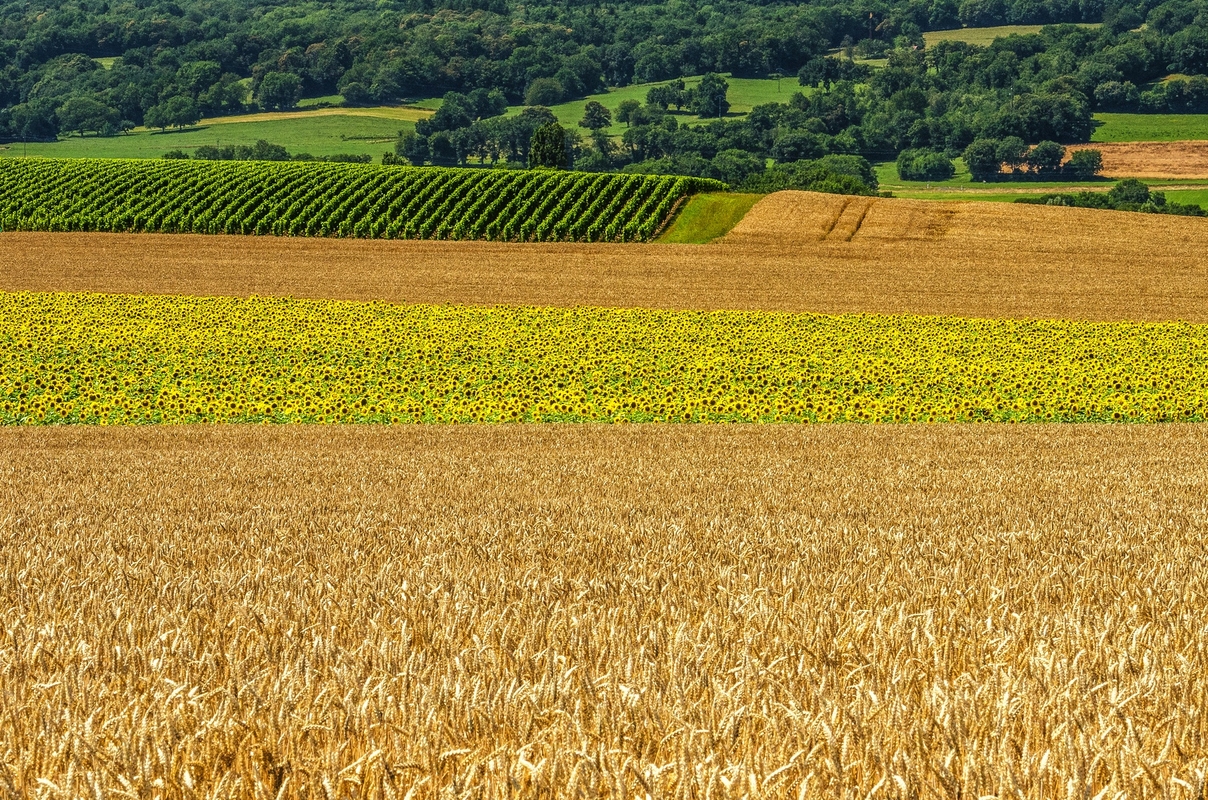 Svizzera - Ginevra - L'estate è qui
