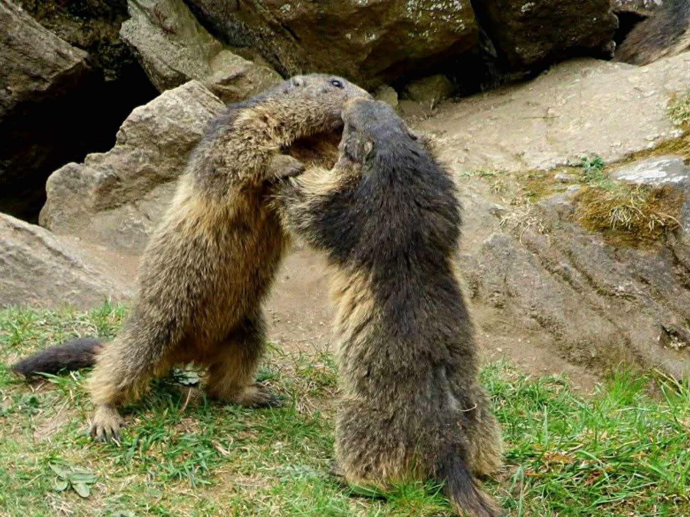 Marmotte a Malciaussia