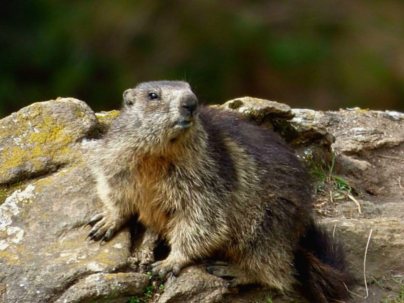 Marmotte a Malciaussia