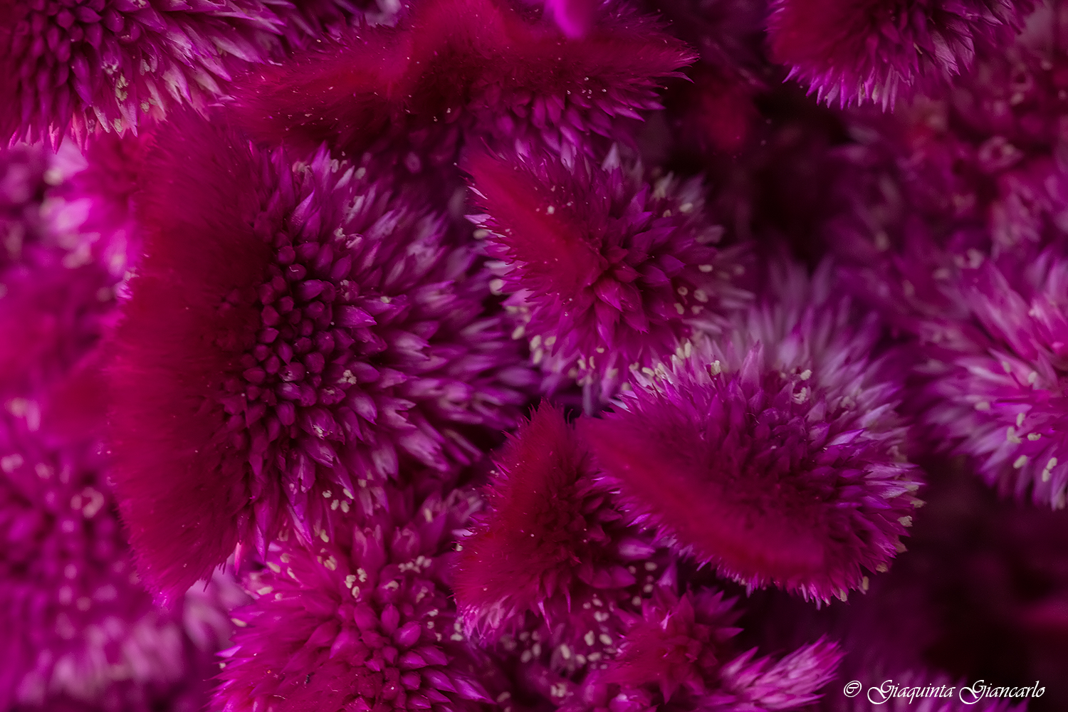 Avvolto fra le spire floreali