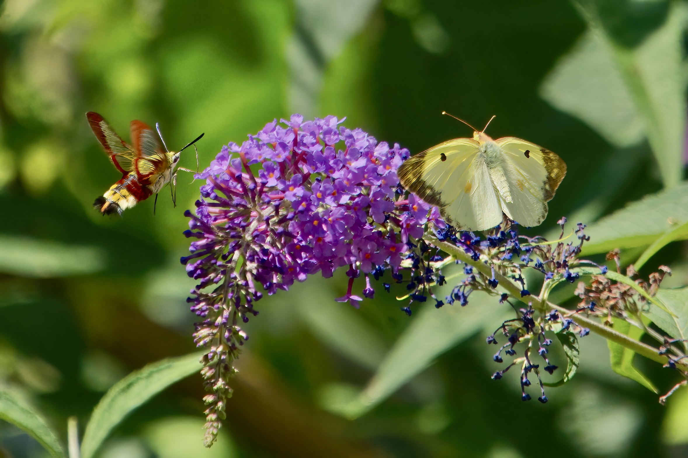 Buddleja is very popular