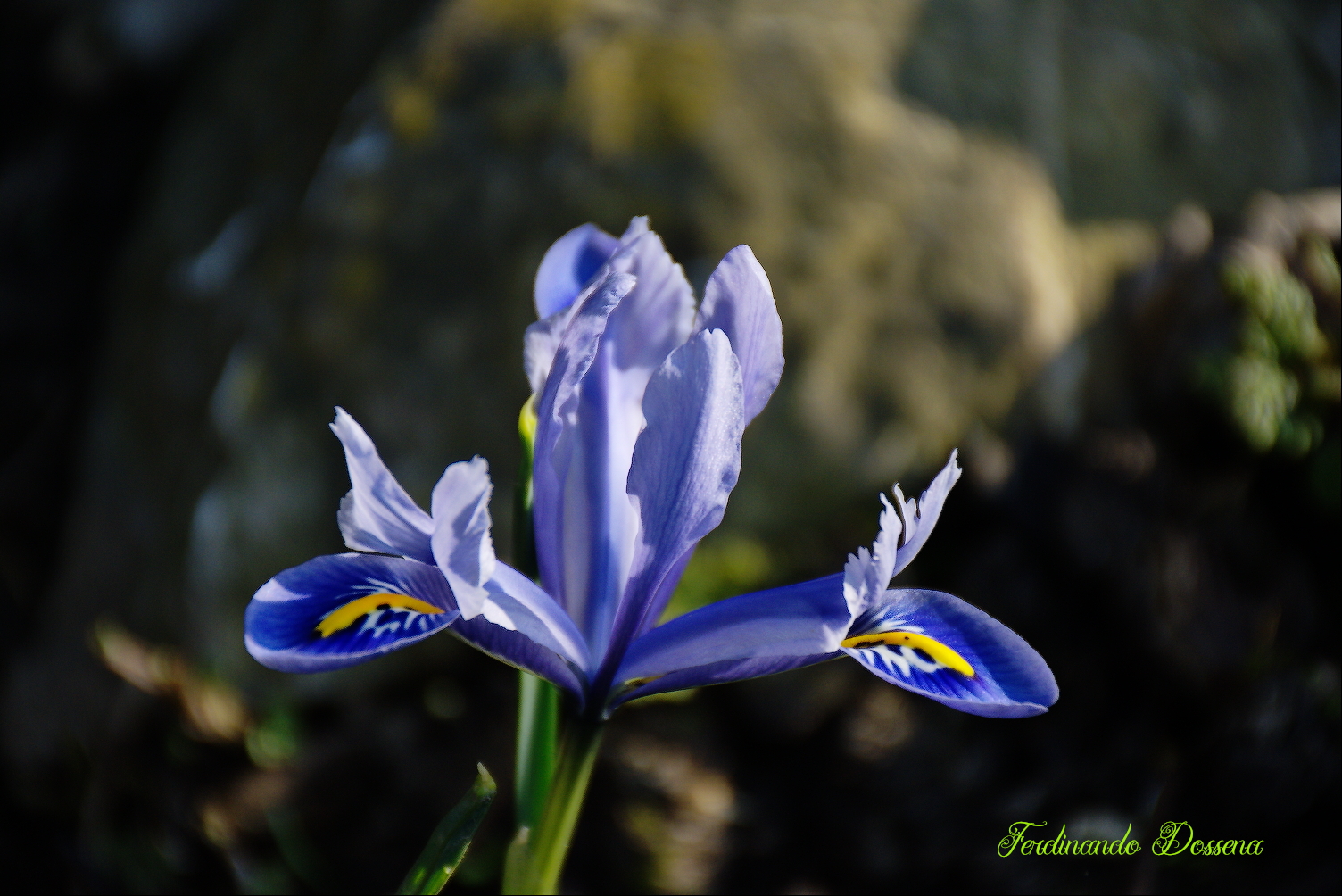 Iris