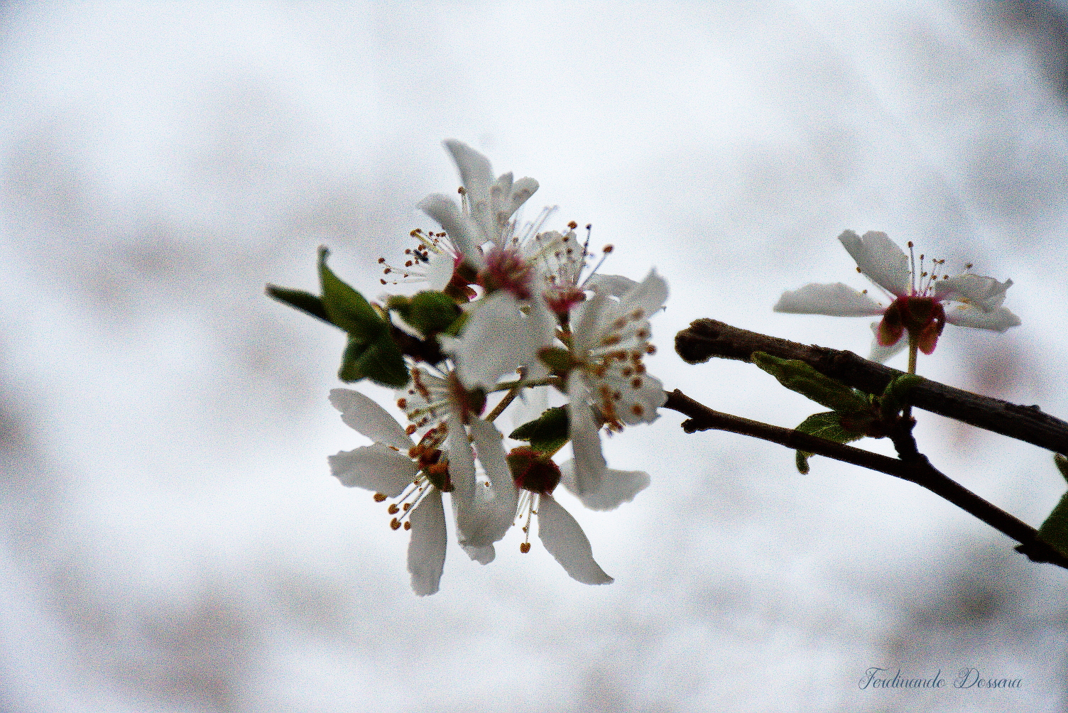 Fiori pero