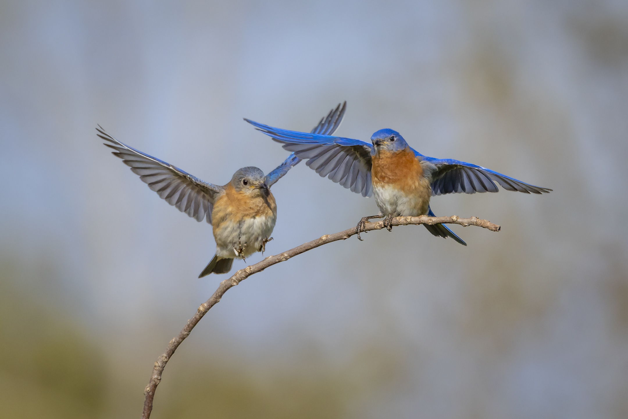 Approdo della coppia di Bluebird