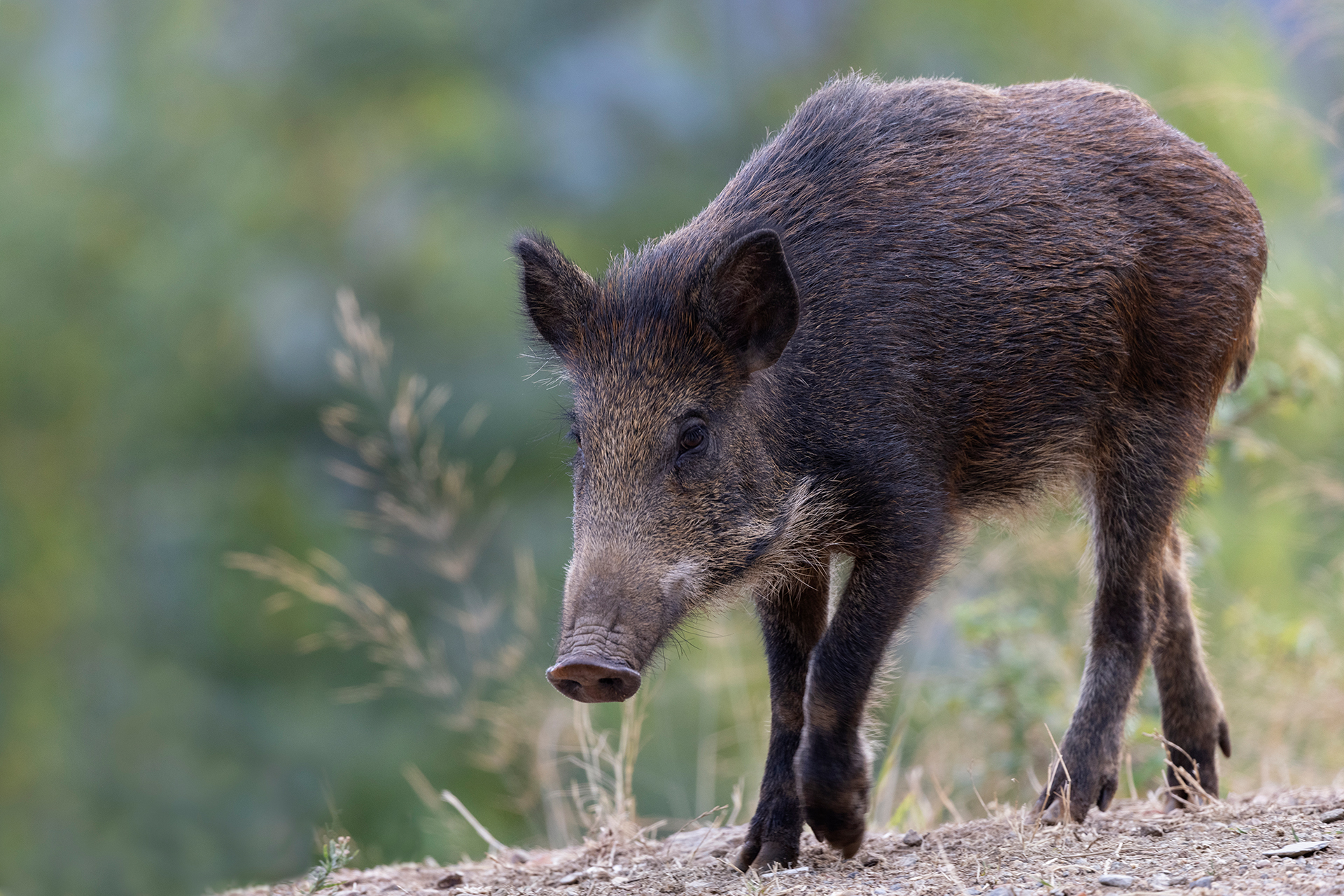 Cinghiale