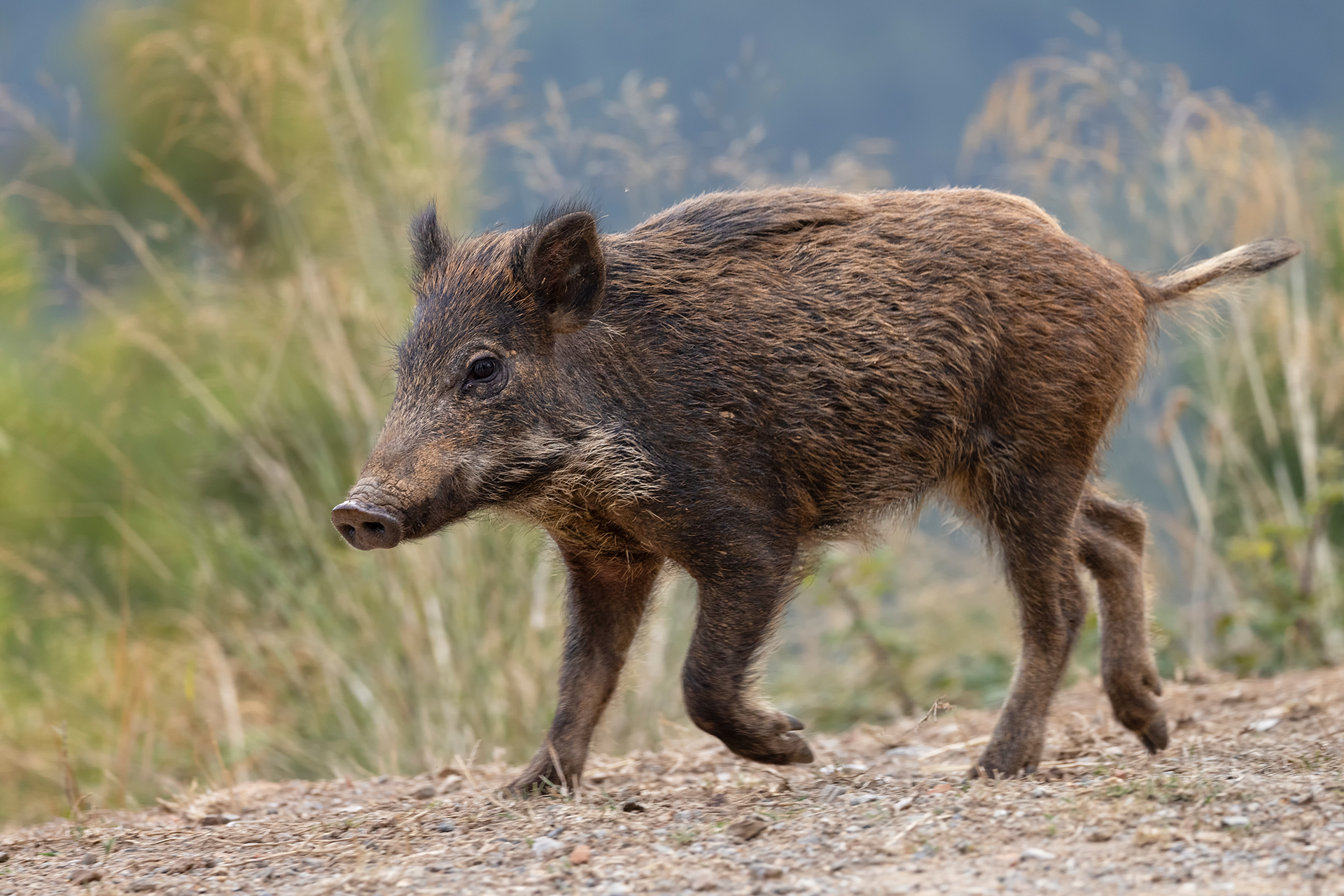 Cinghiale