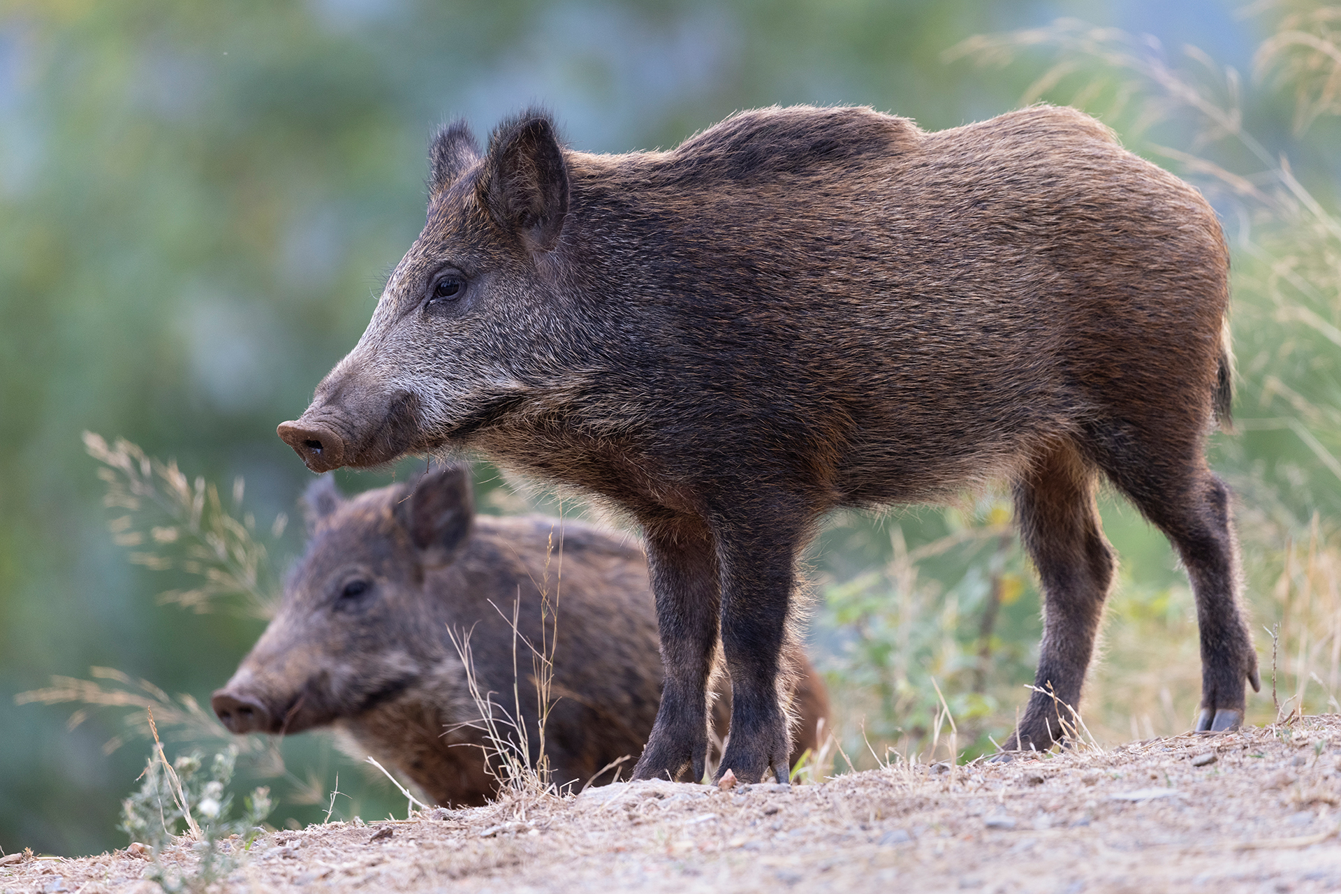 Cinghiale