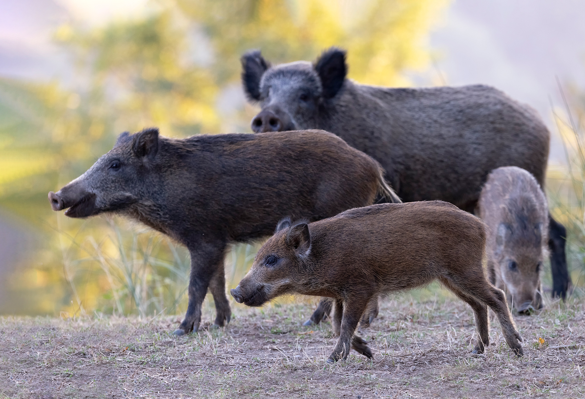 Cinghiale