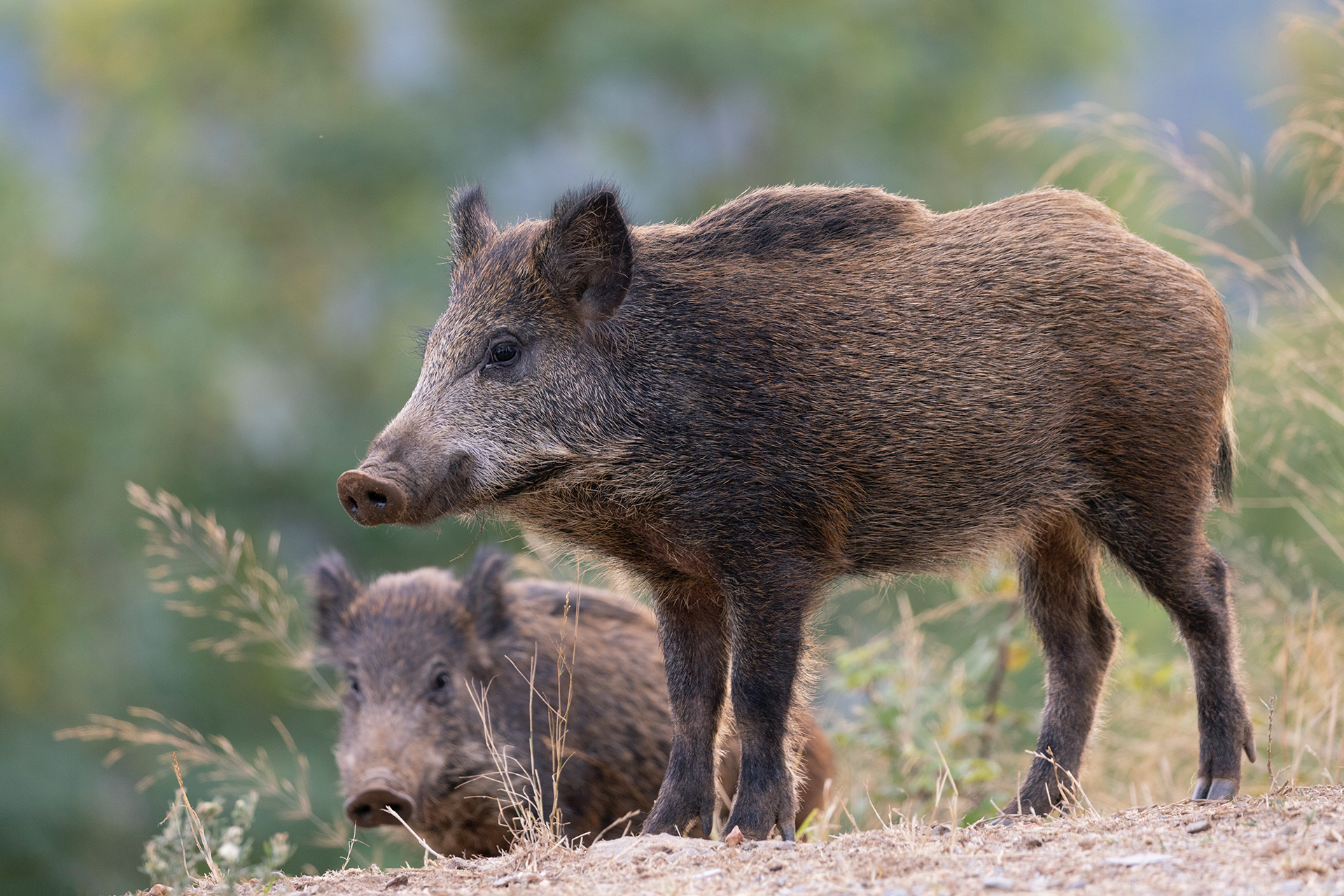 Cinghiale