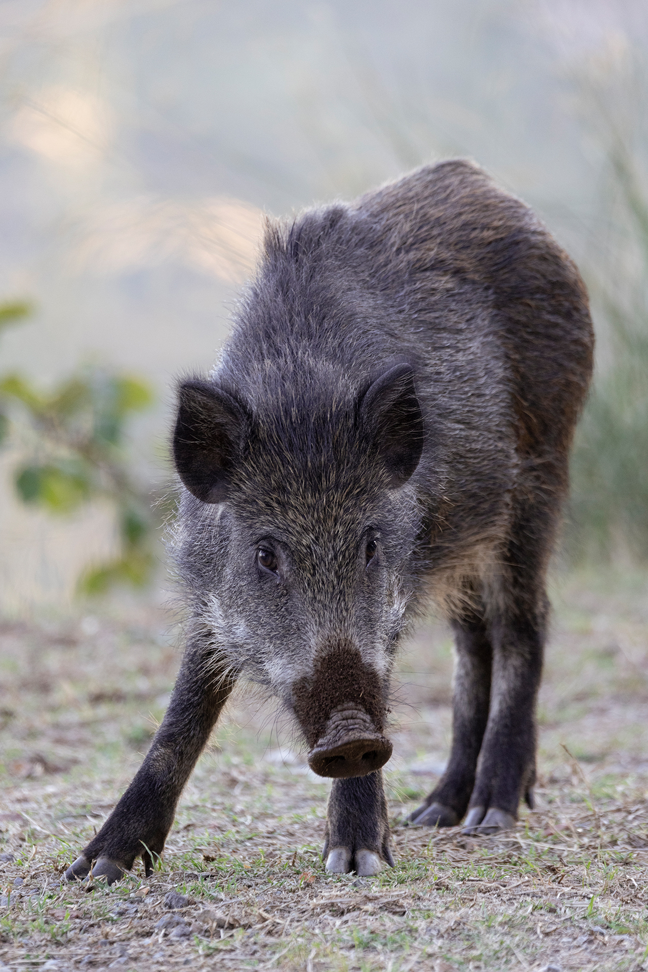 Cinghiale
