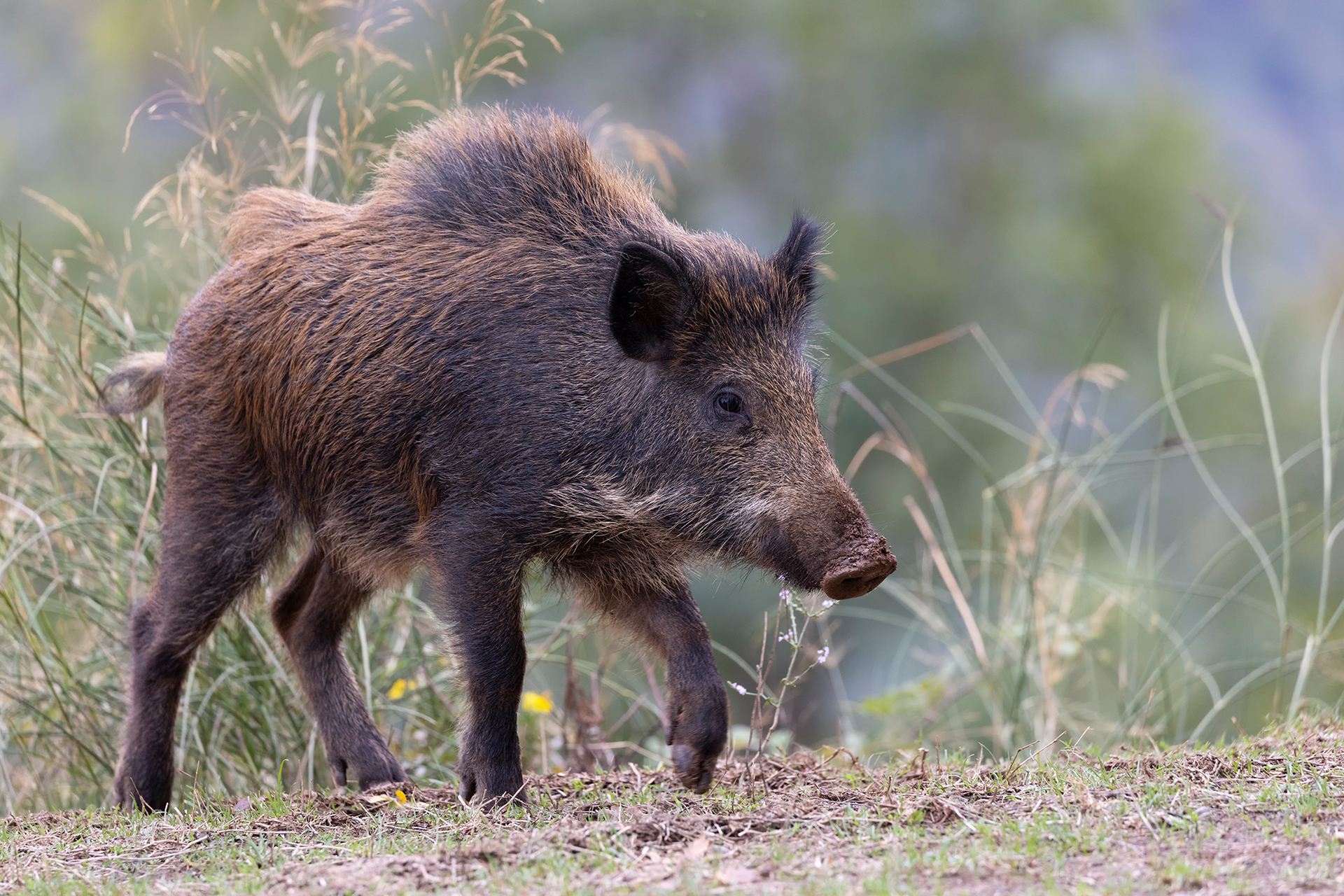 Cinghiale