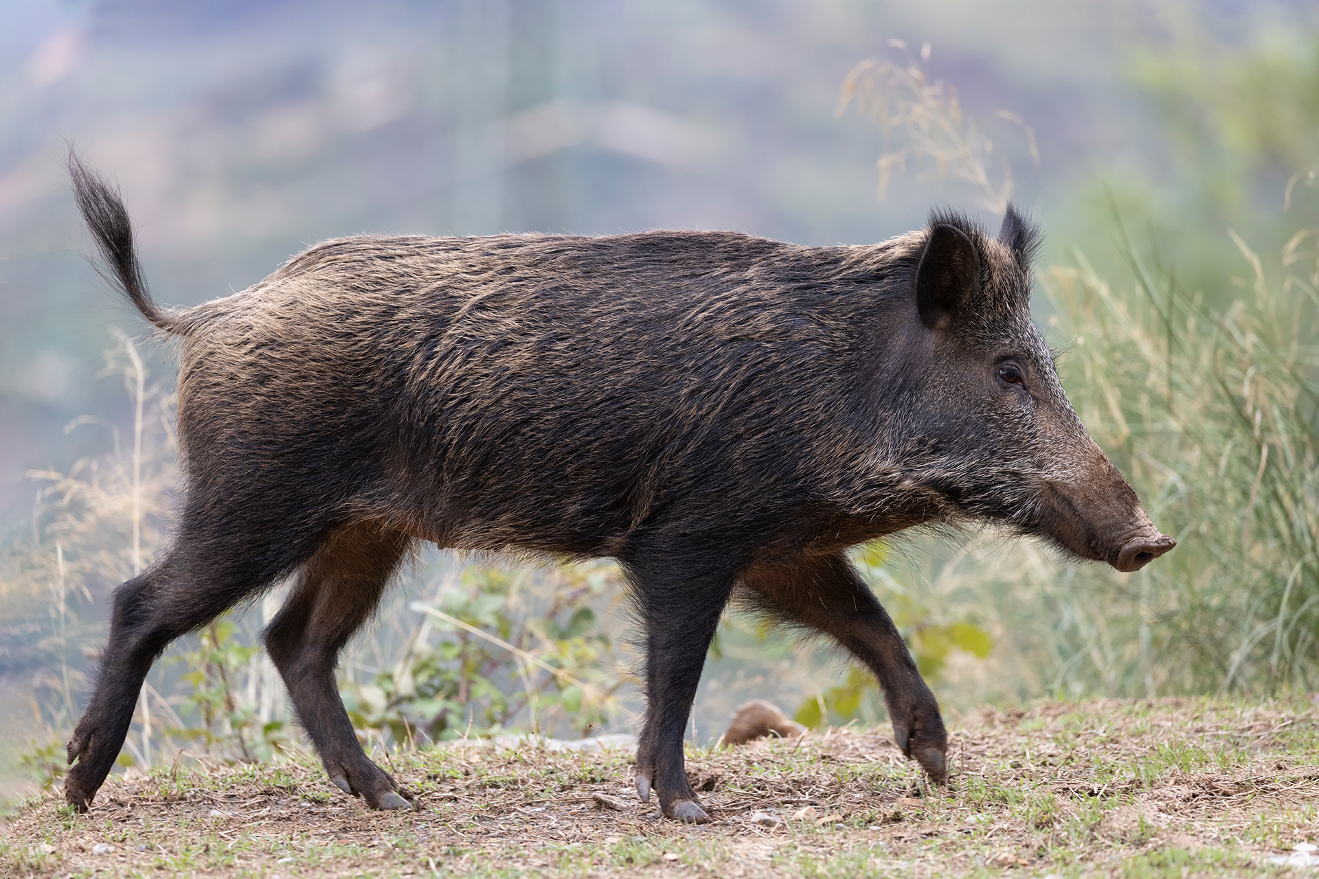 Cinghiale