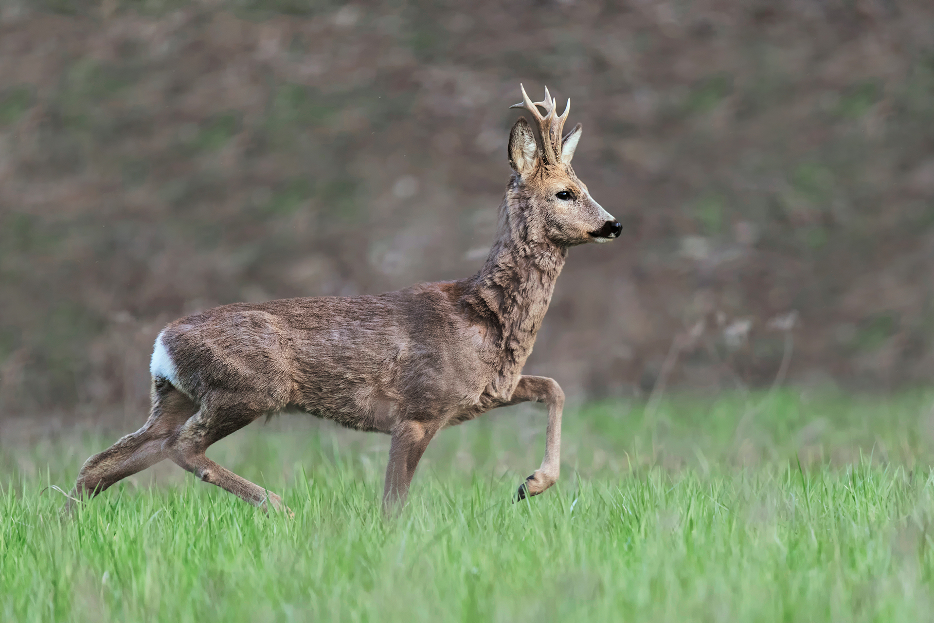 Capriolo