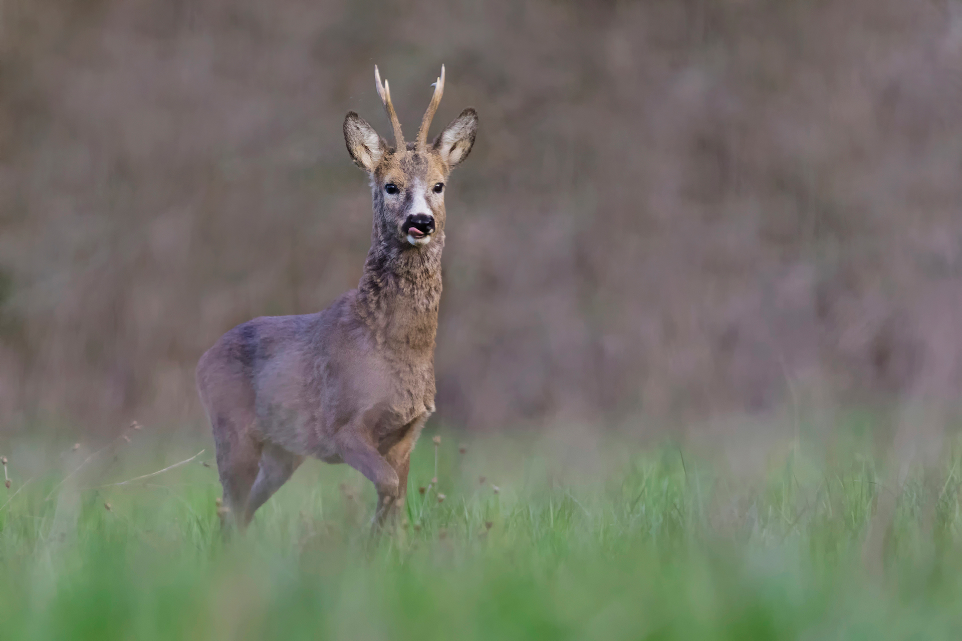 Capriolo