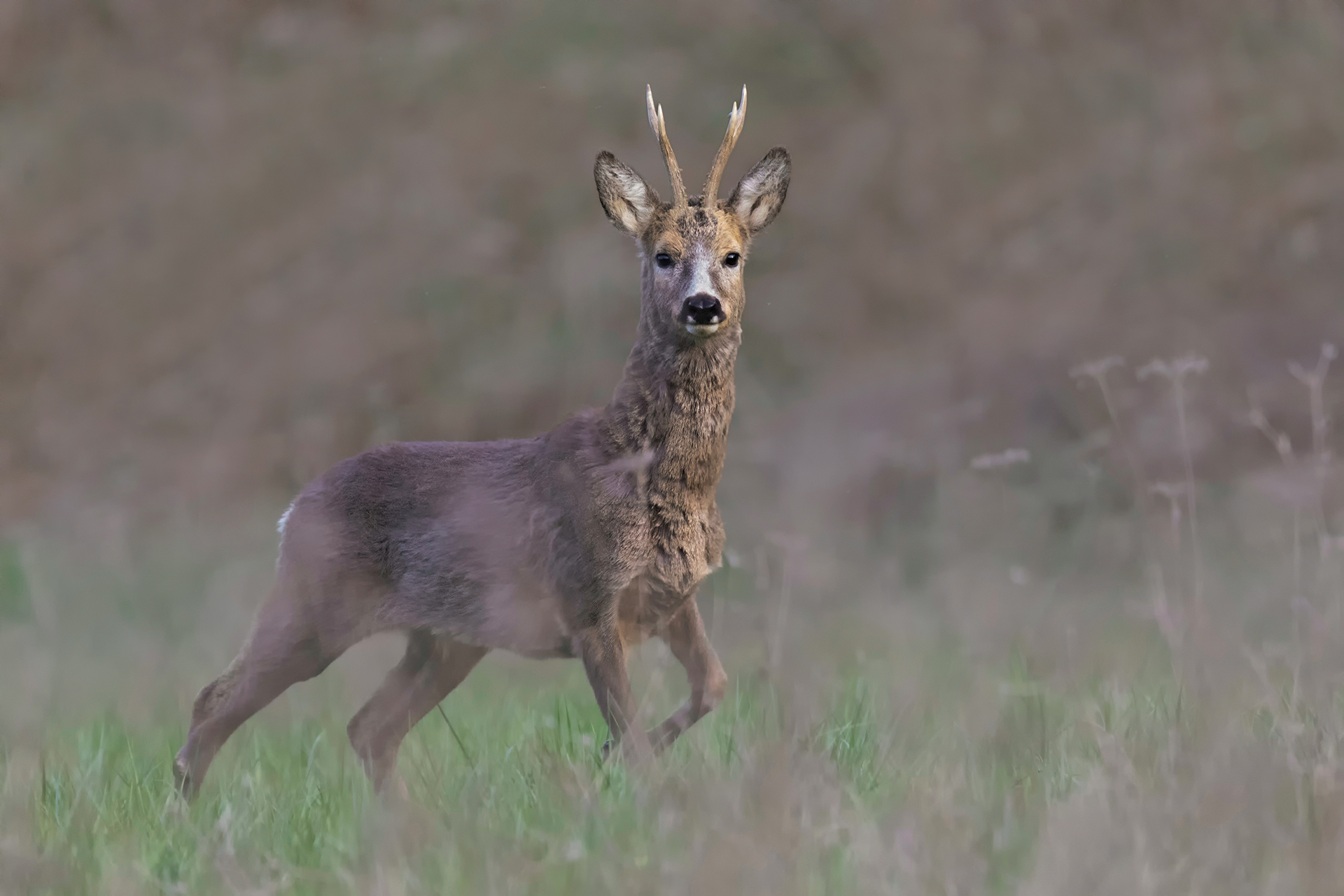 Capriolo