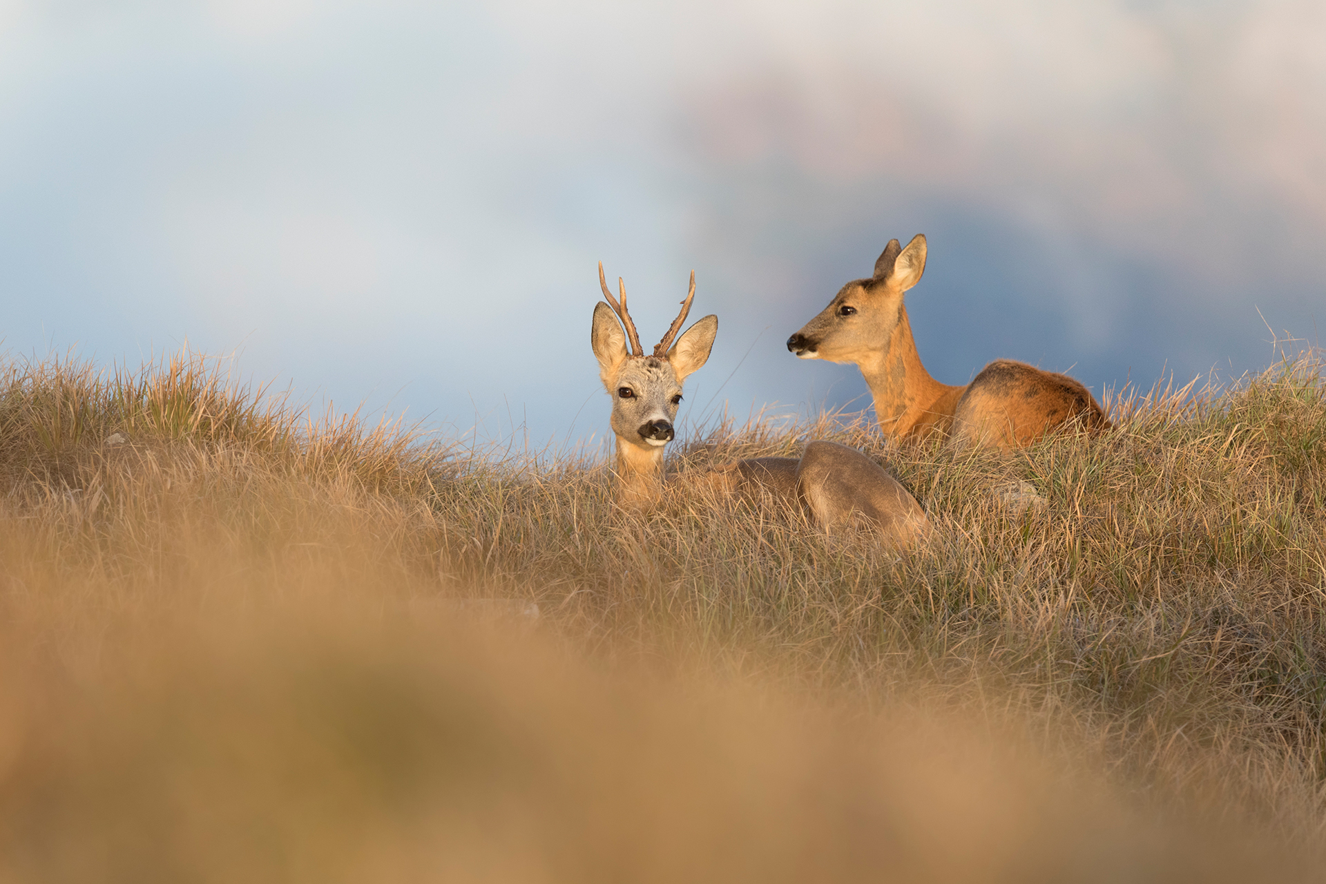 Capriolo
