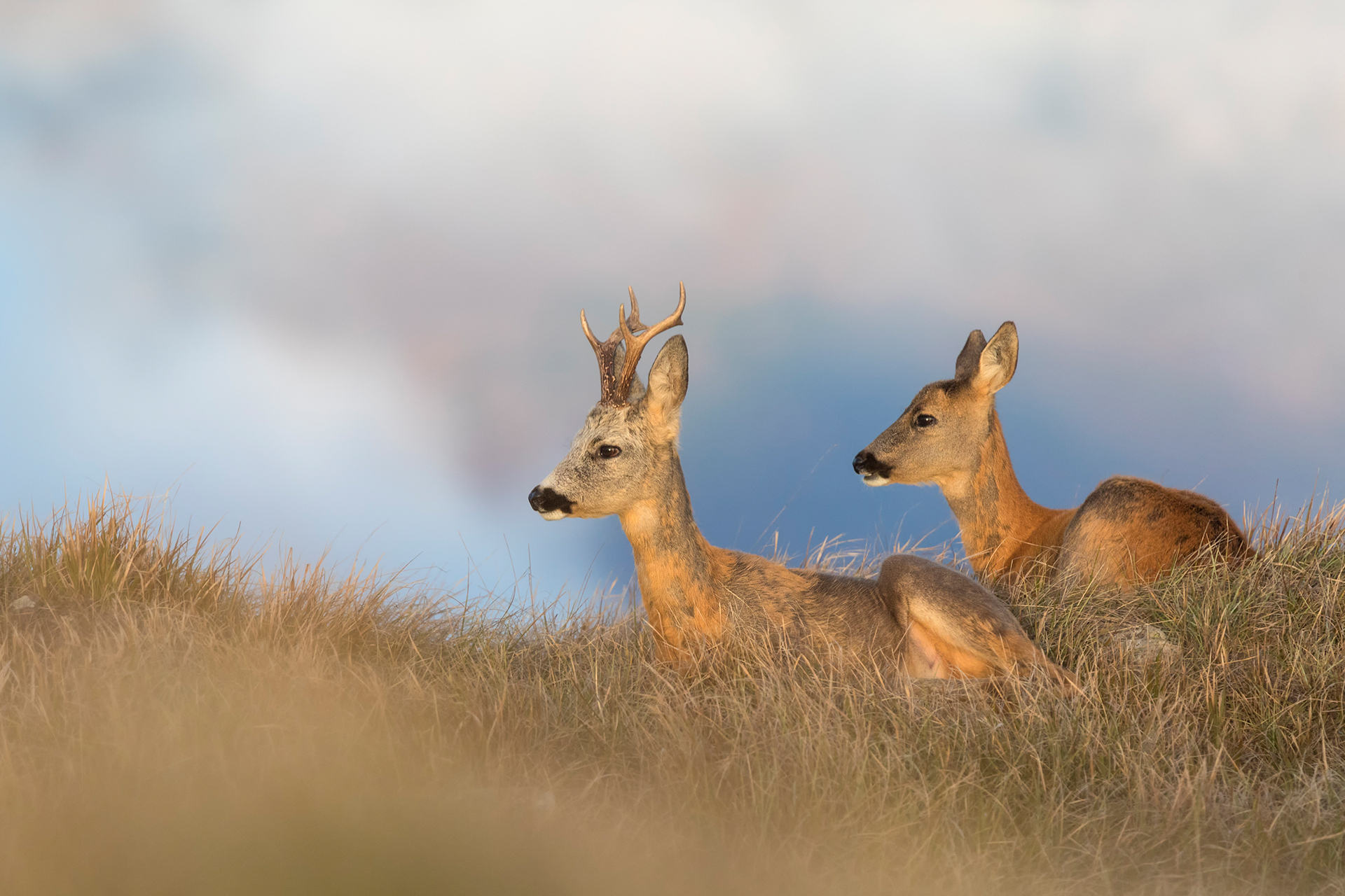Capriolo