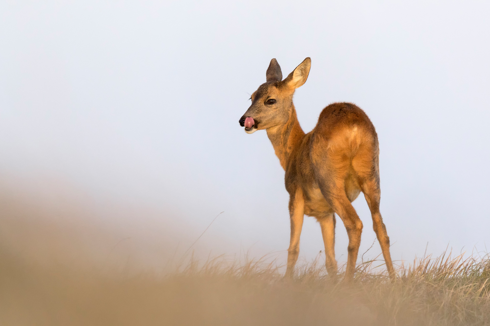 Capriolo