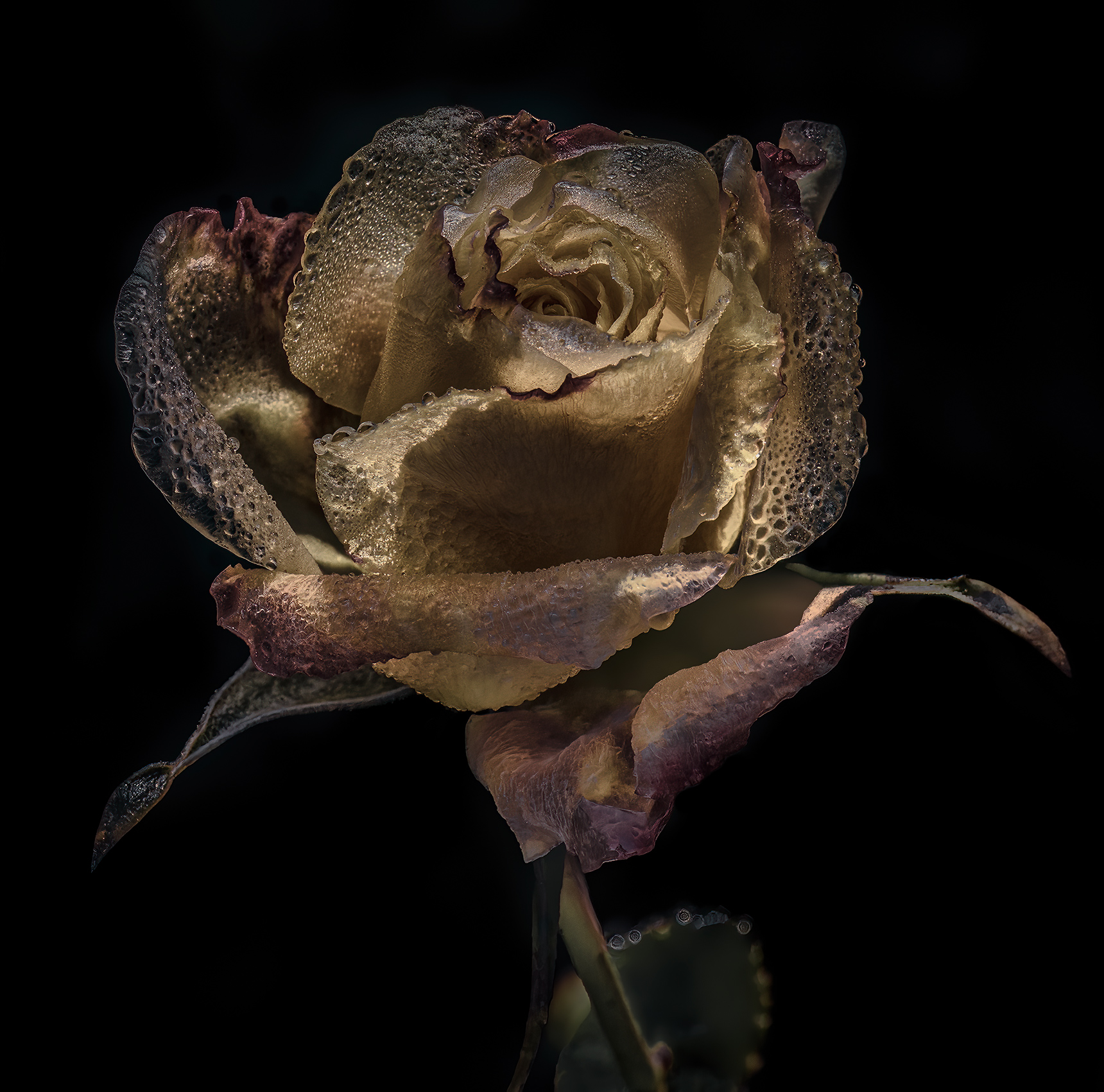 Rosa invernale gelata