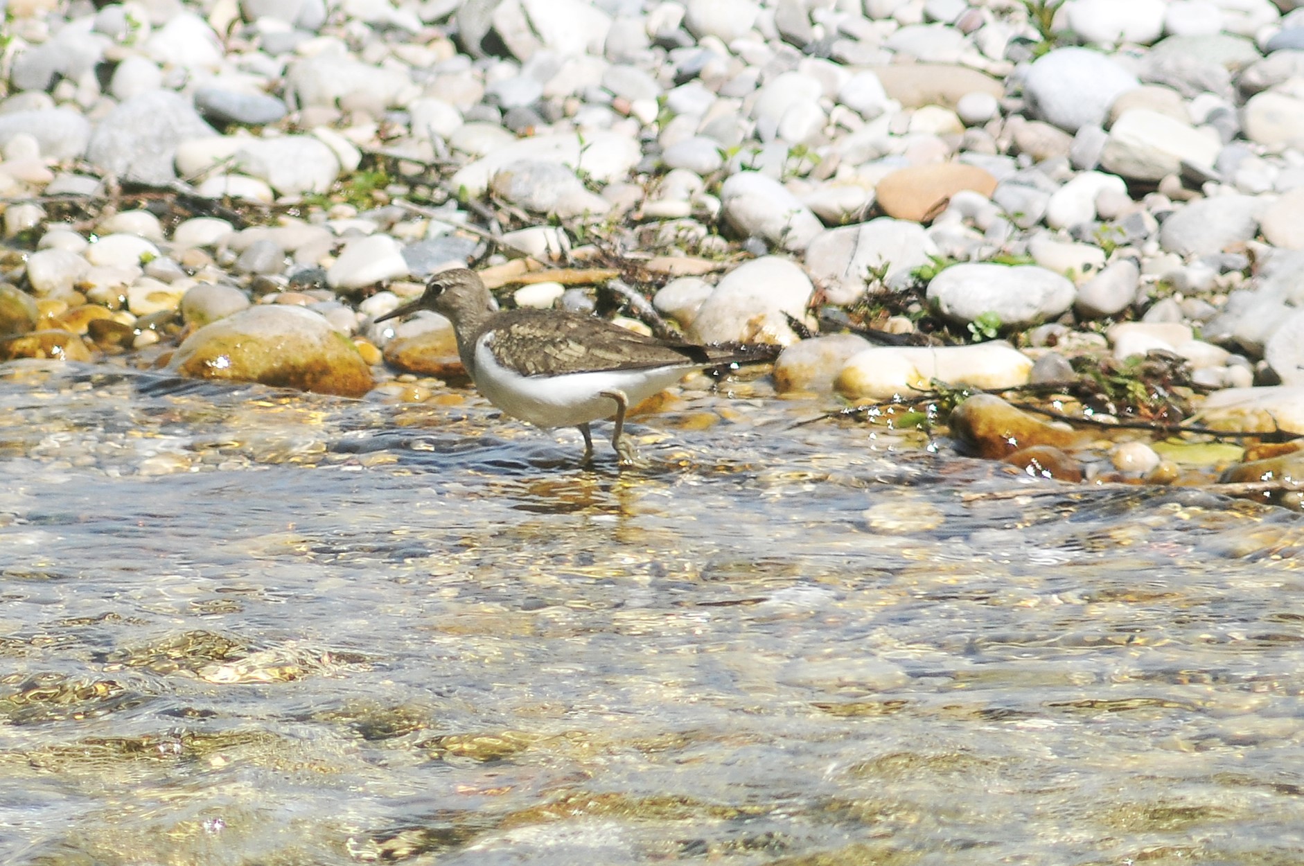 Small Sandpiper