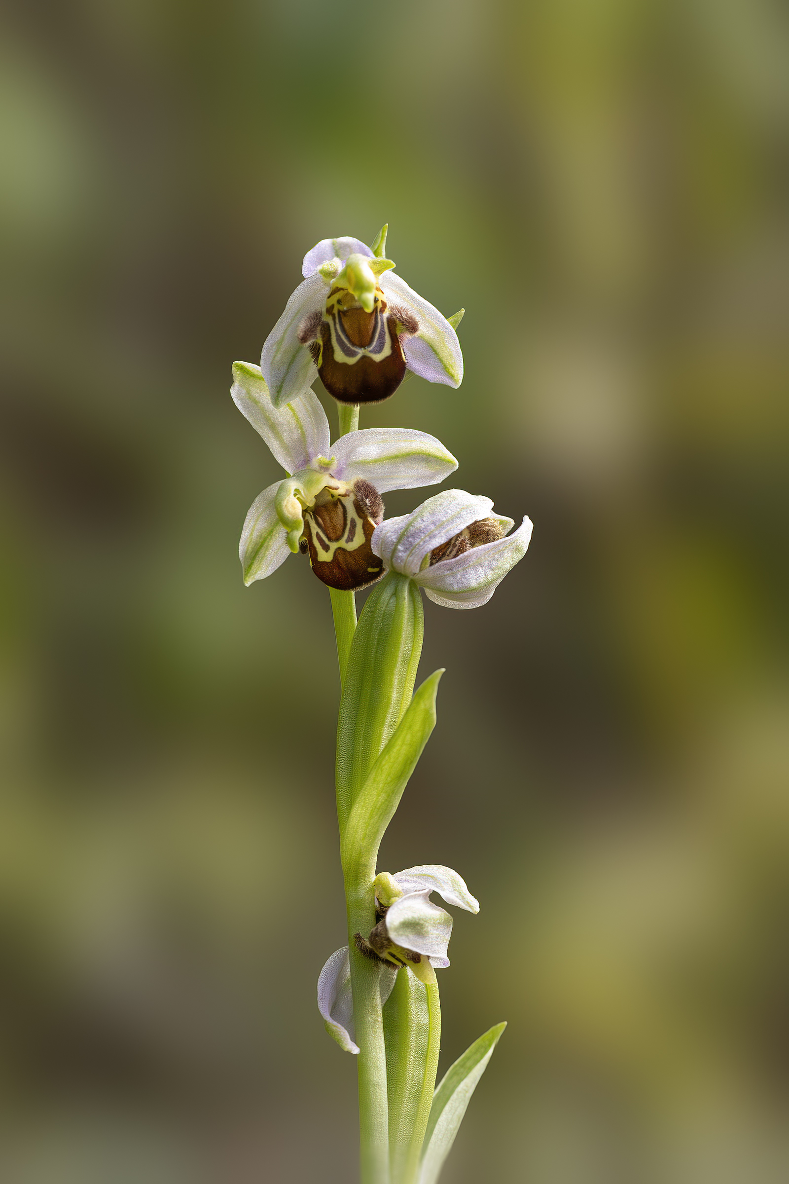 Orchis apifera - Vesparia