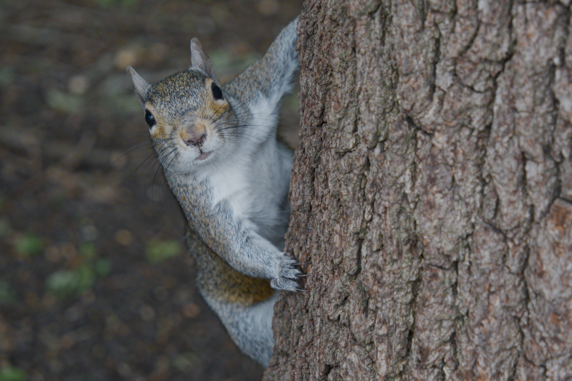 The Nutty Detective
