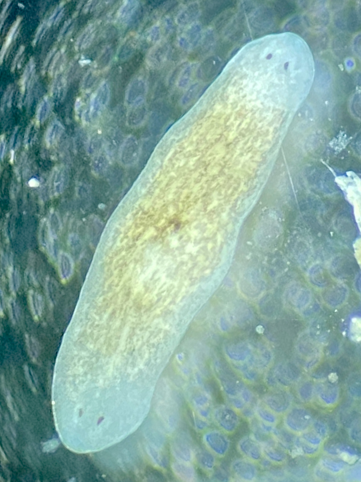 beta-catenin knockdown planarian with two heads