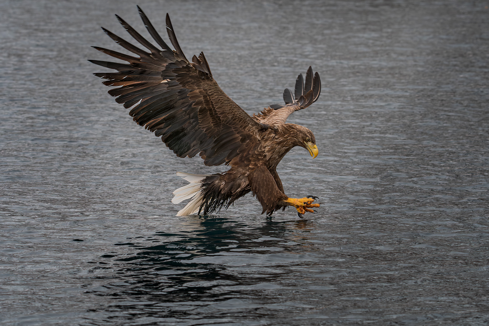 Acquila di mare alle Isole Lofoten