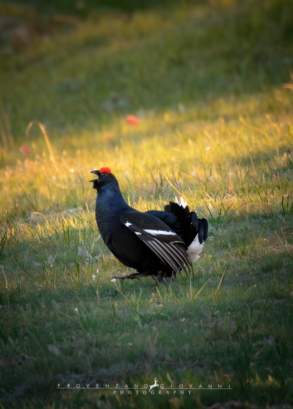 gallo forcello